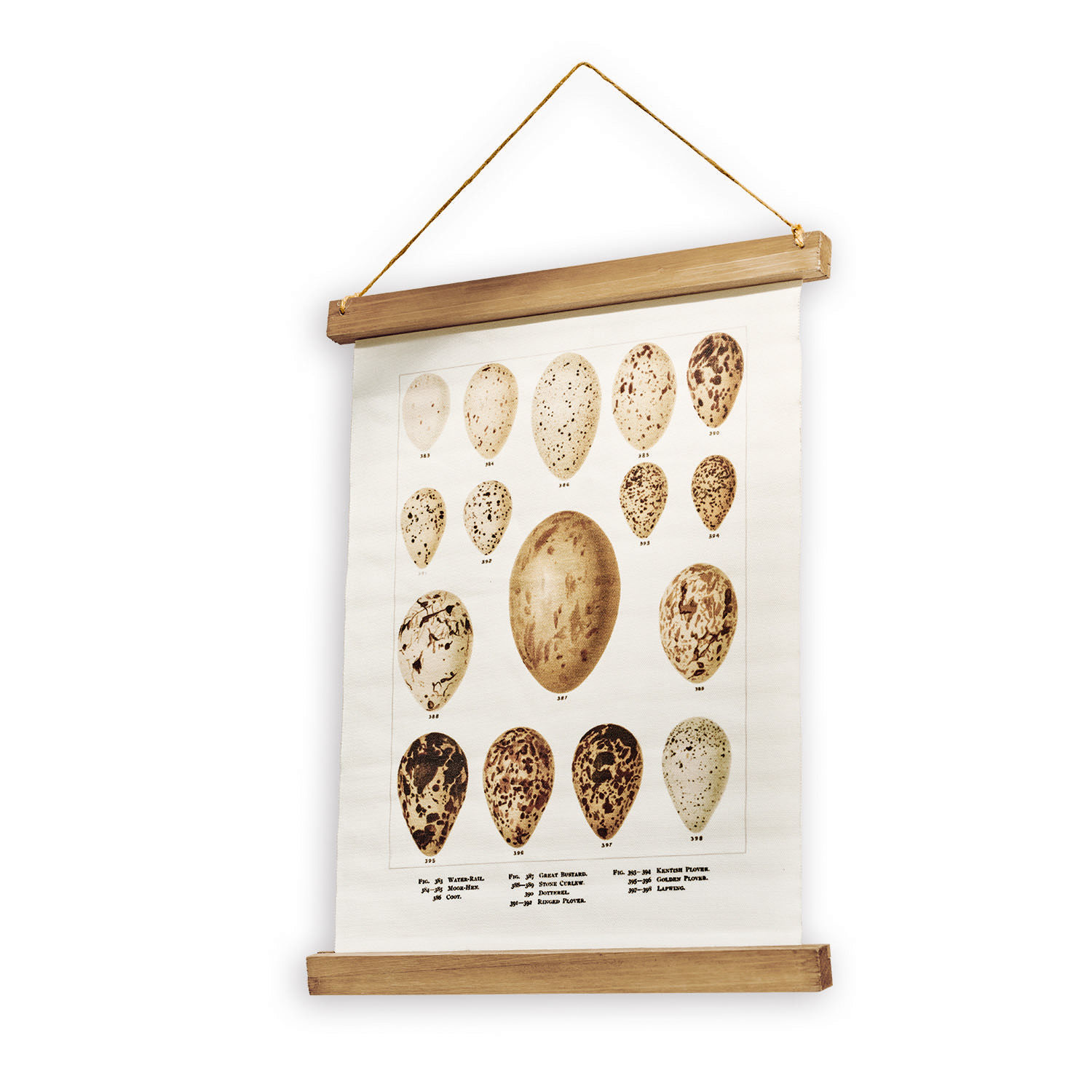 Tableau Taibor Affiche vintage sur toile avec illustrations d'œufs d'oiseaux, suspendue avec cadre en bois naturel