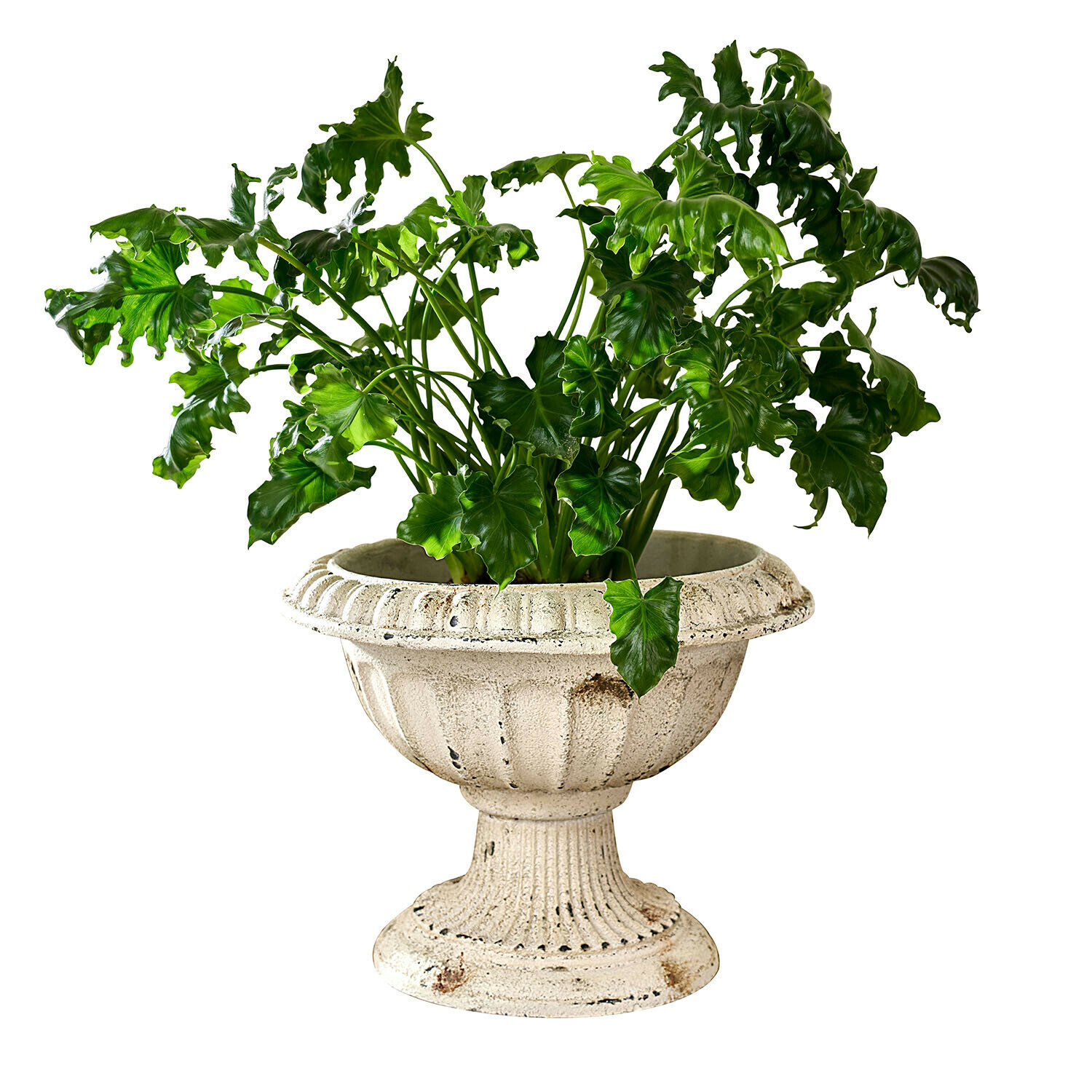 Amphore Islene Plante verte dans un pot en béton crème vieilli de forme classique, décoration intérieure élégante