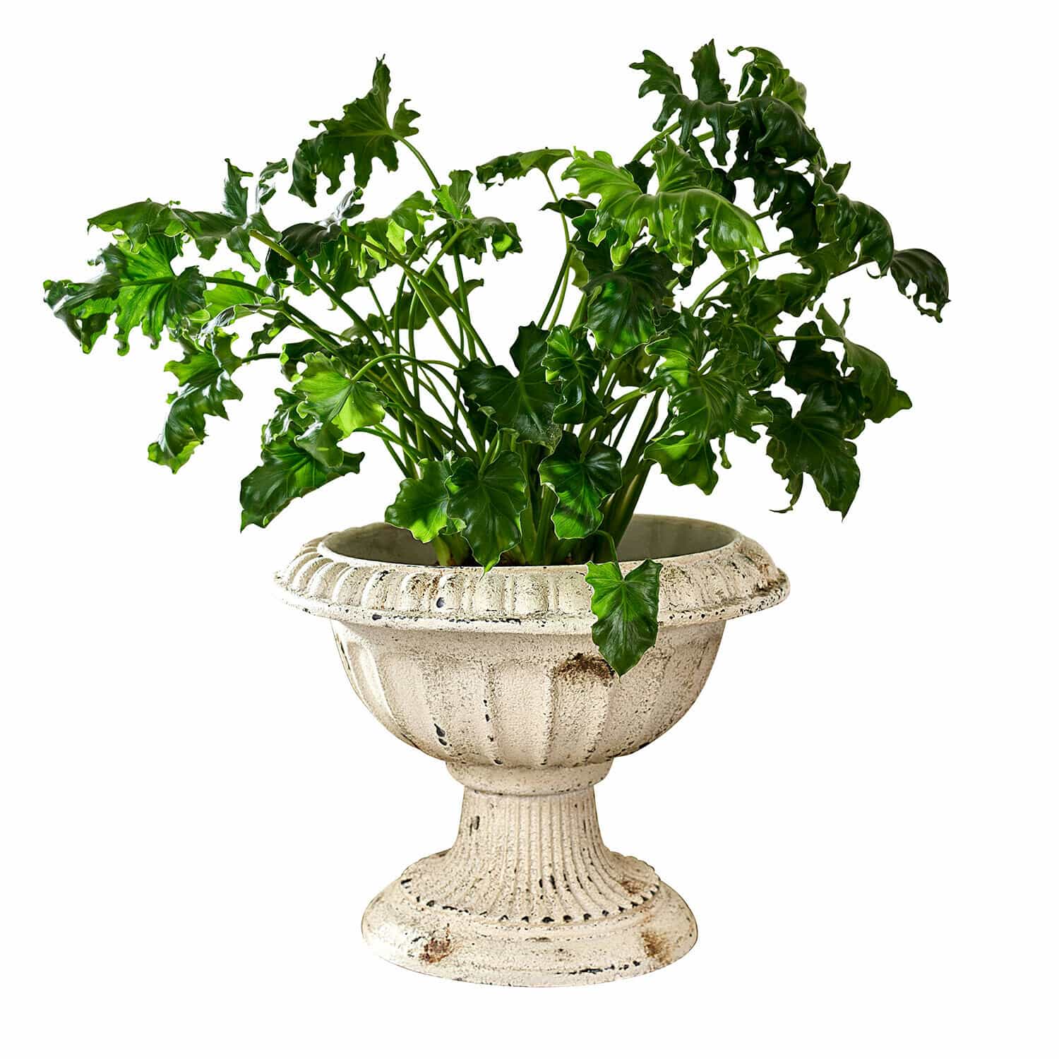 Amphore Islene Plante verte dans un pot en béton crème vieilli de forme classique, décoration intérieure élégante