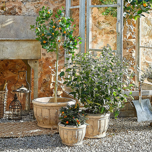 Trois pots en pierre beige avec plantes vertes et fruits dans un jardin rustique avec mur en pierre