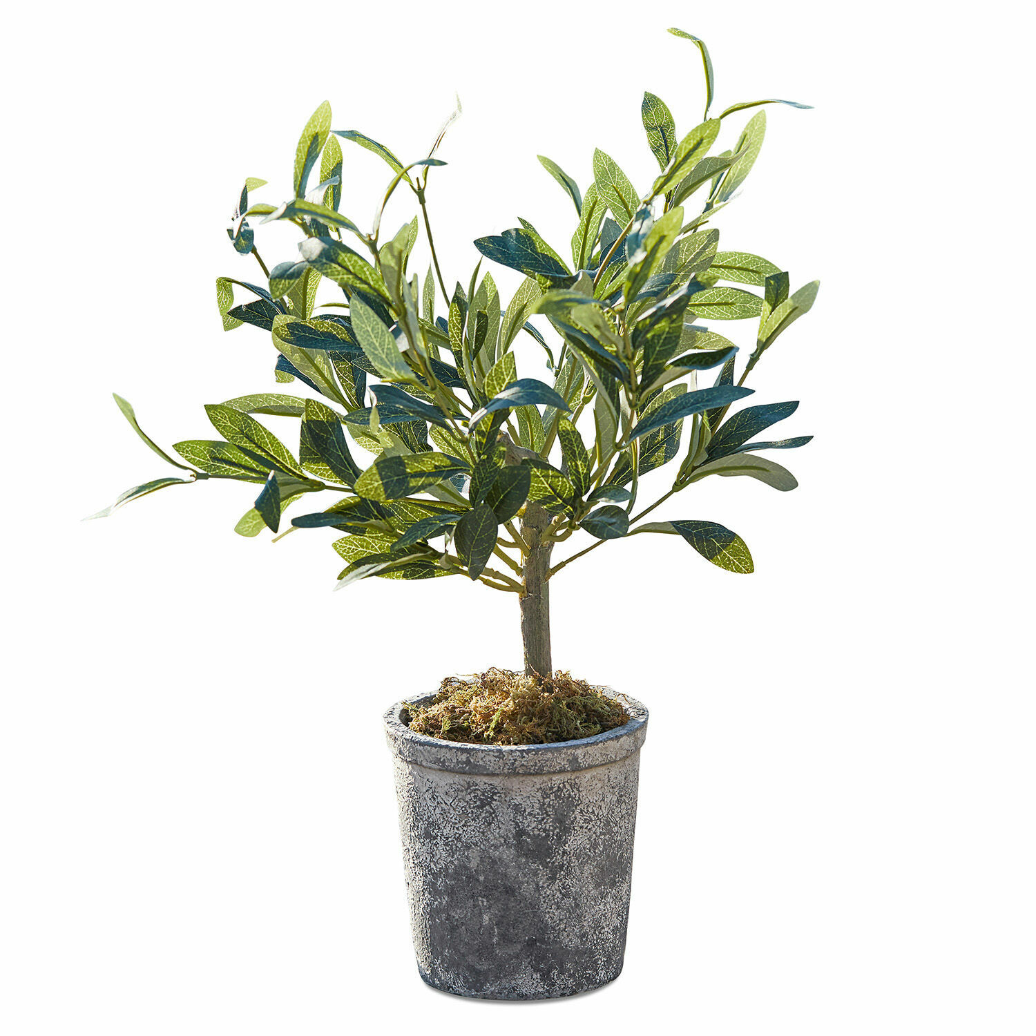 Plante décorative en pot Mariuccia Arbre d'olivier artificiel en pot gris avec mousse décorative, plante décorative intérieure et extérieure