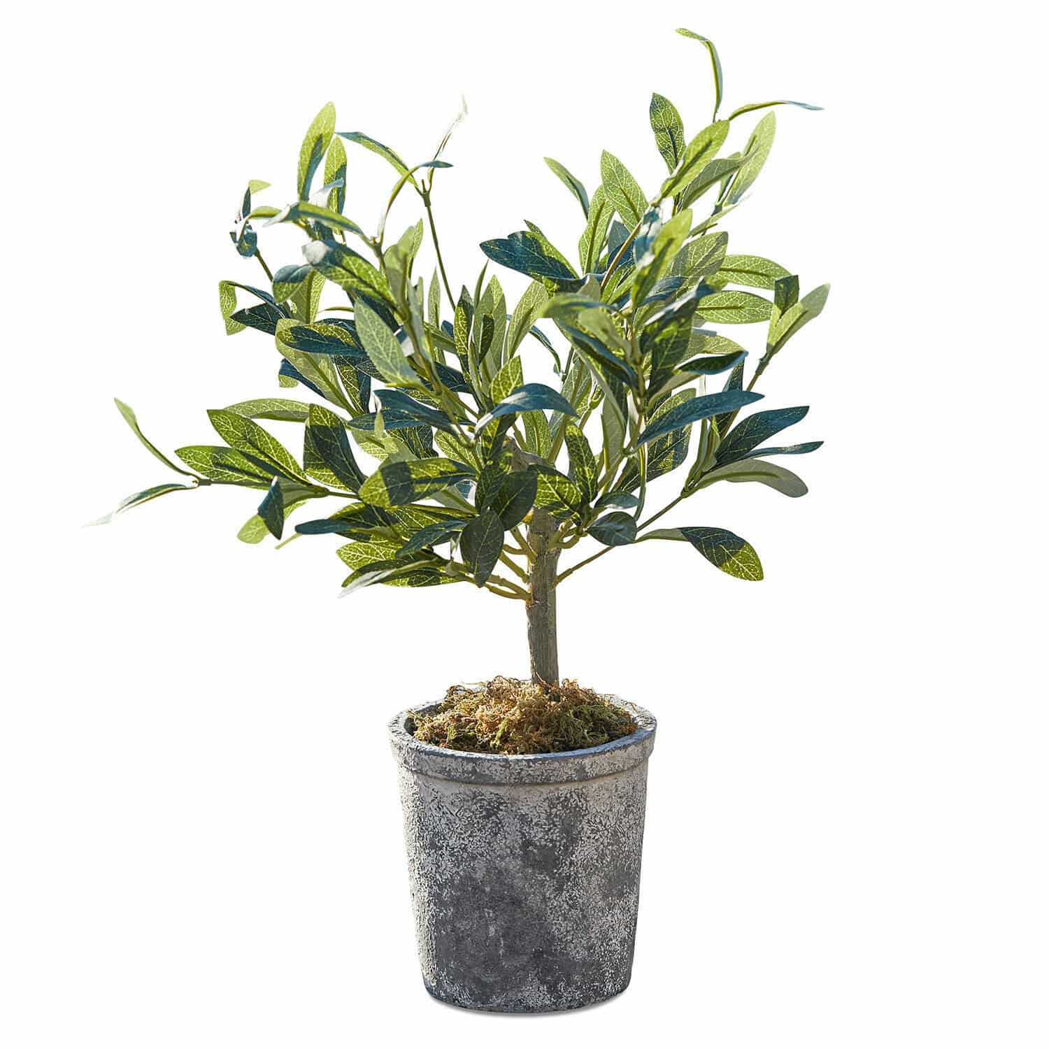 Plante décorative en pot Mariuccia Arbre d'olivier artificiel en pot gris avec mousse décorative, plante décorative intérieure et extérieure