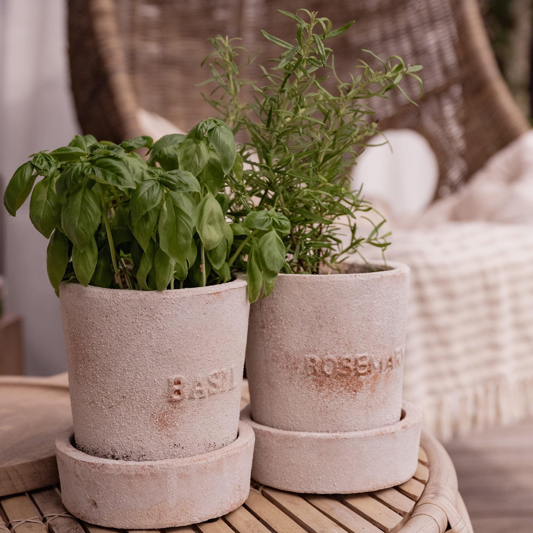 Pots en terre cuite avec basilic et romarin pour décoration intérieure sur table en bois