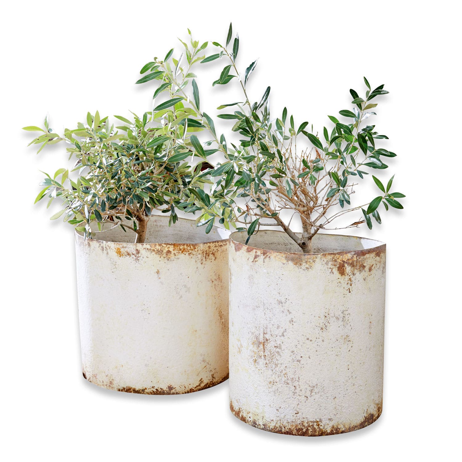 Lot de 2 cache-pots Sconne Deux pots en métal blanc avec effet rouille contenant des plantes vertes, décoration extérieure