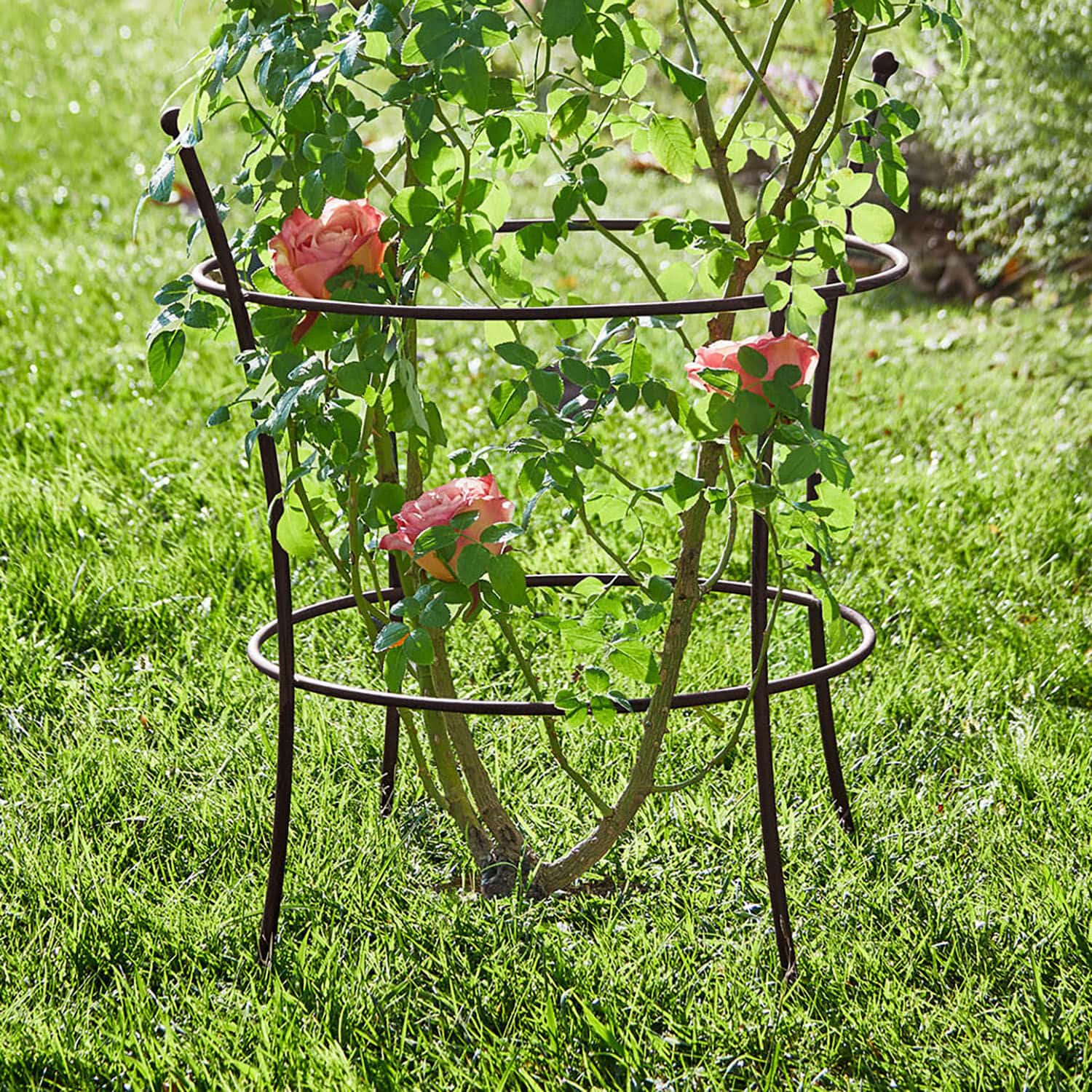 Treillis Hearne Support de plante en métal brun dans le jardin, soutient des rosiers grimpants sur l'herbe verte