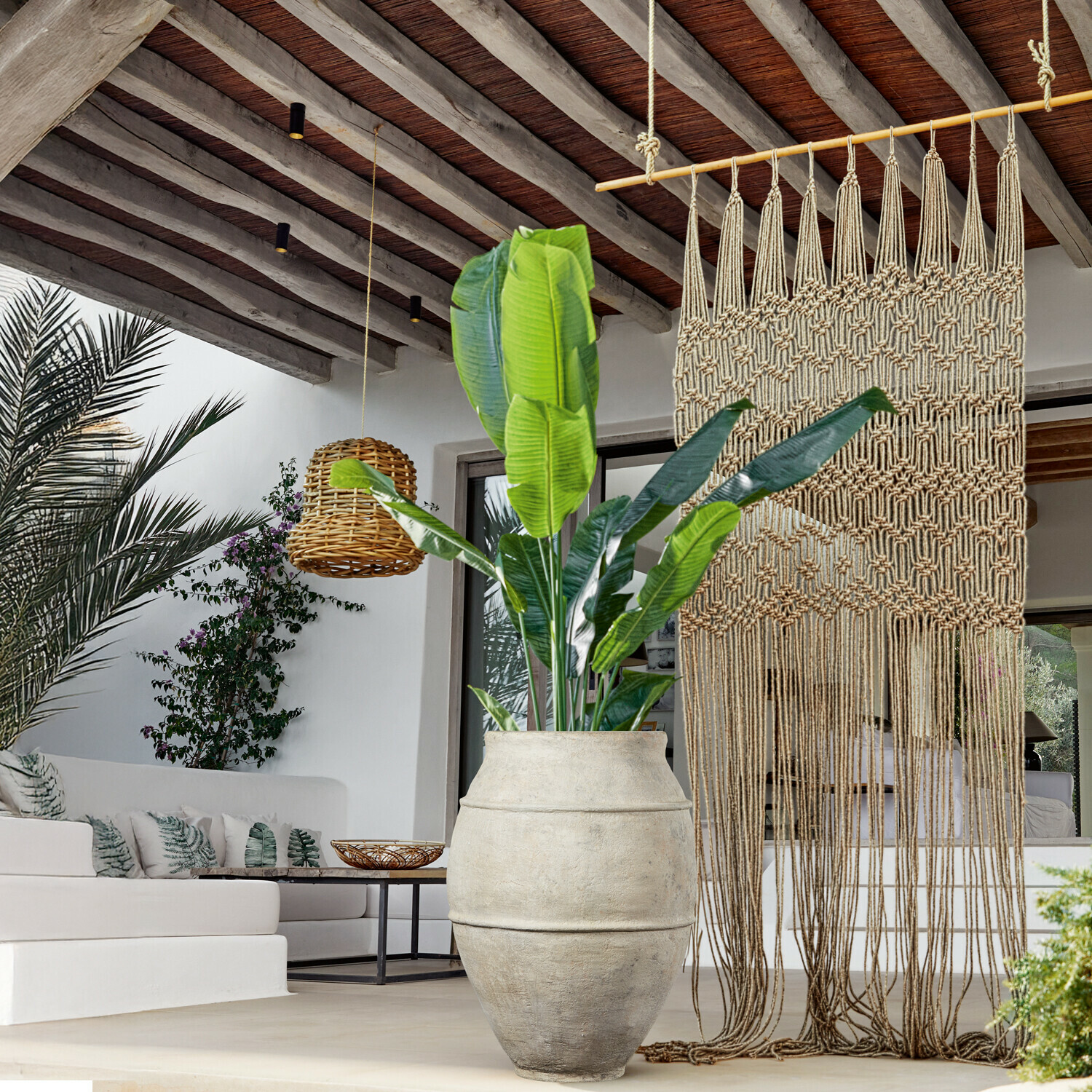 Plante décorative Lennidas