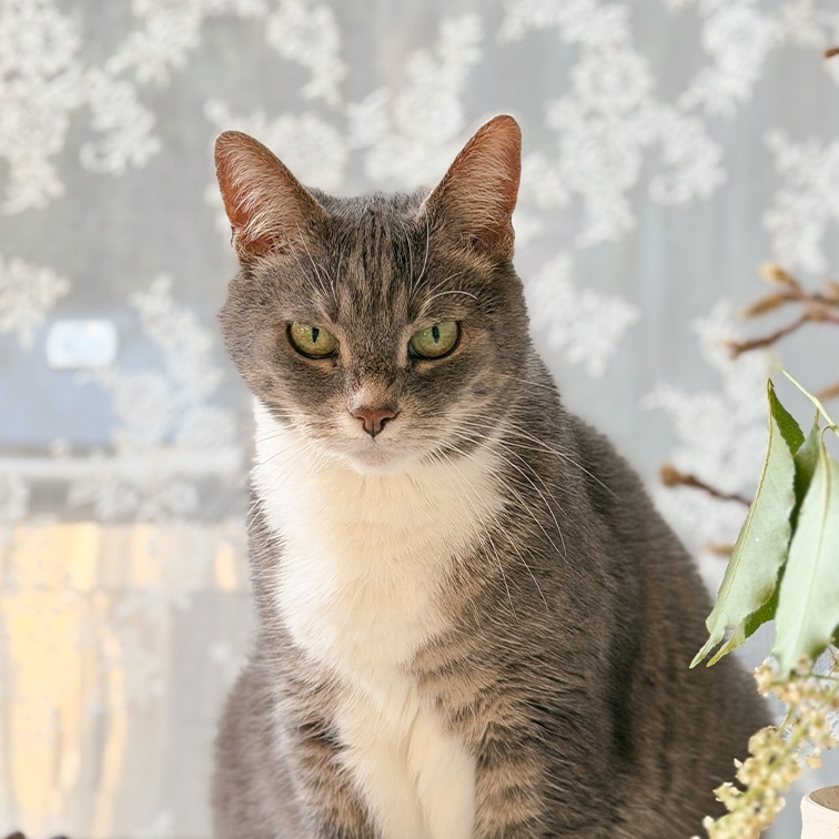 Chat gris et blanc aux yeux verts assis devant un rideau à motifs dans une pièce lumineuse