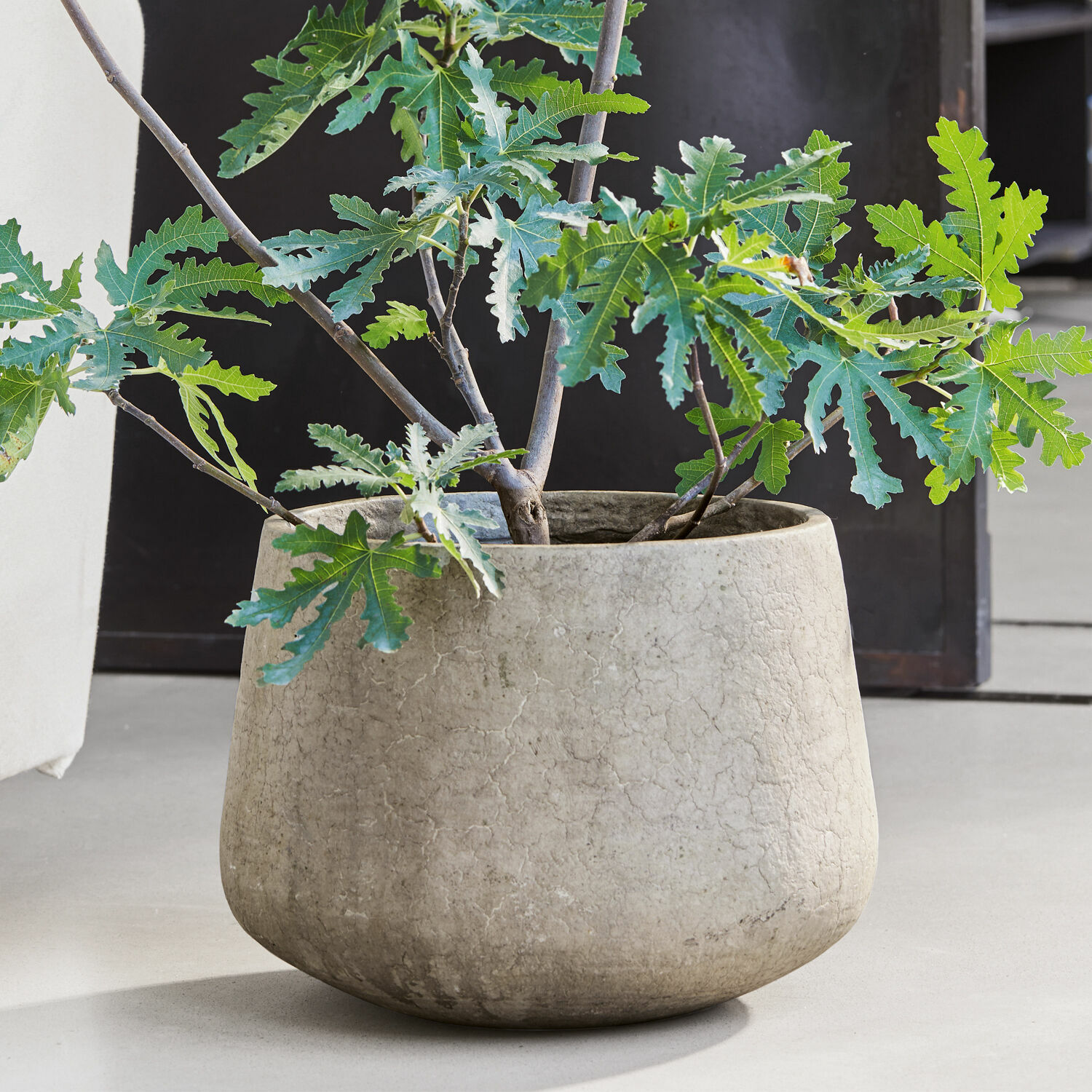 Cache-pot Ganglar