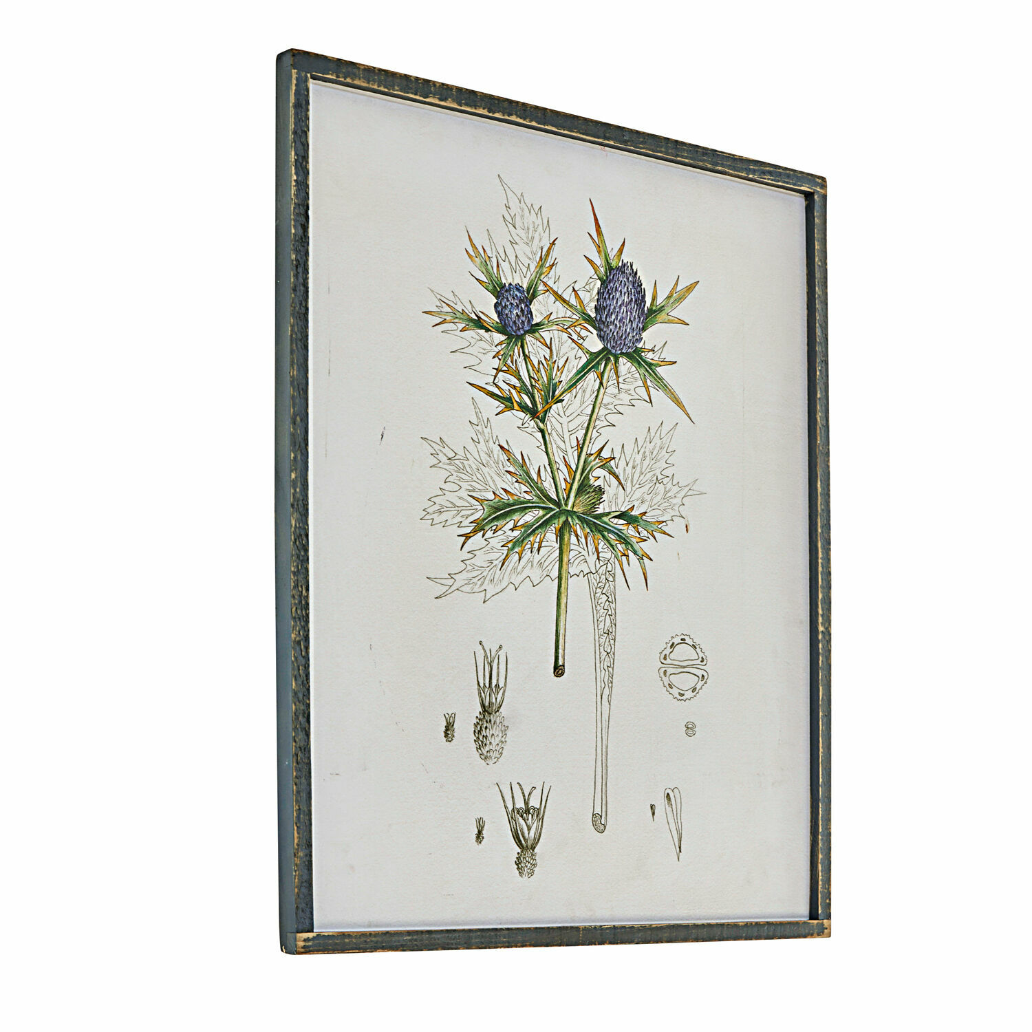 Tableau Épine Illustration botanique encadrée d'une plante à fleurs violettes dans un cadre en bois vieilli