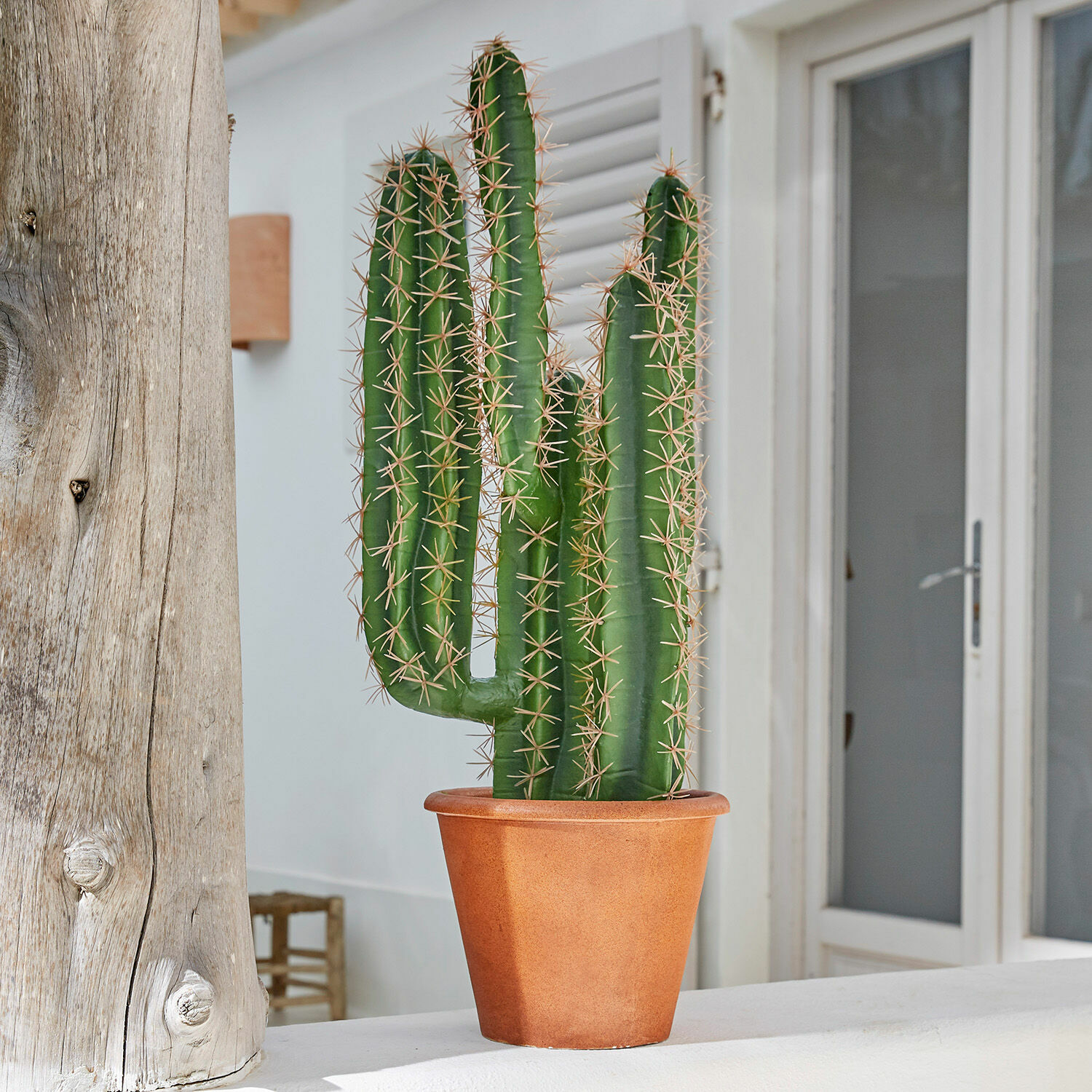 Cactus décoratif Campana