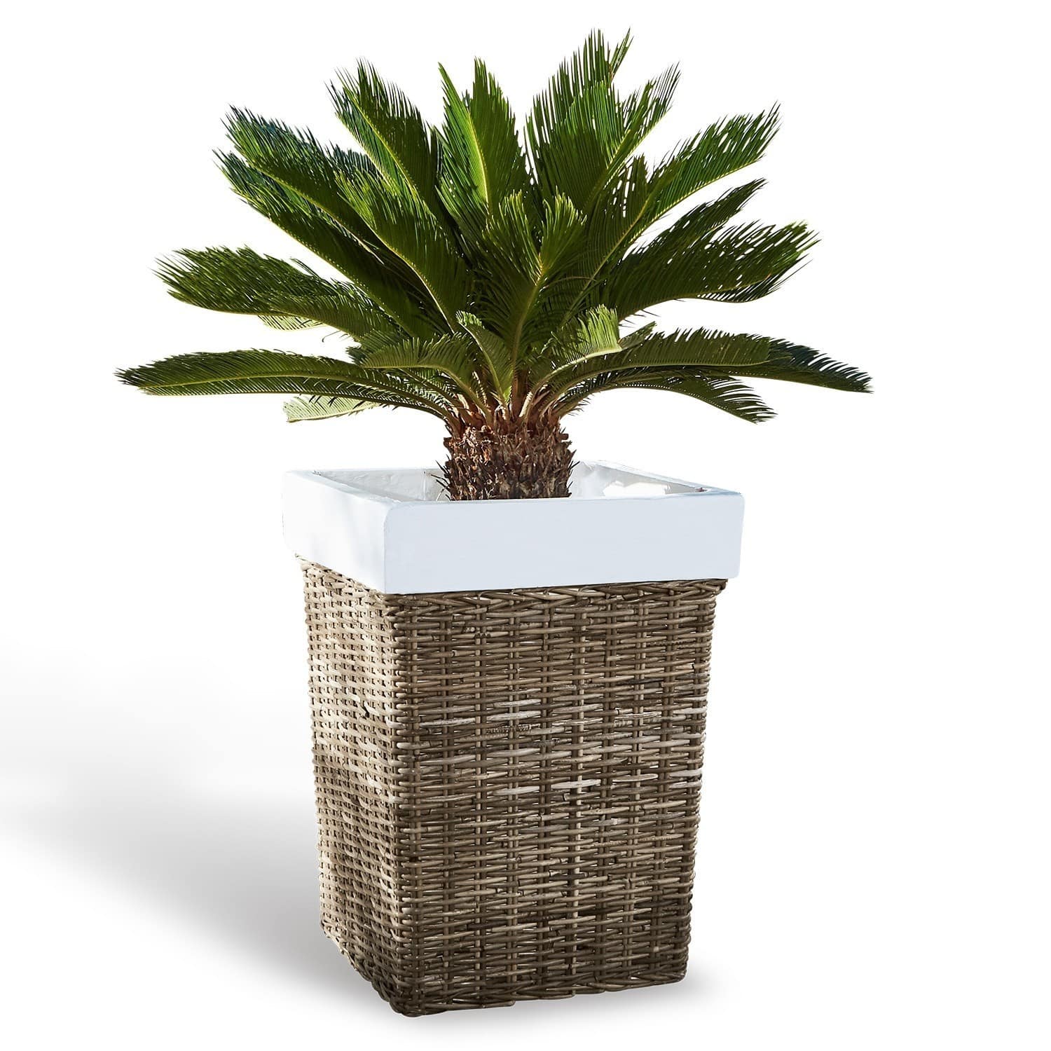 Cache-pot Dalton