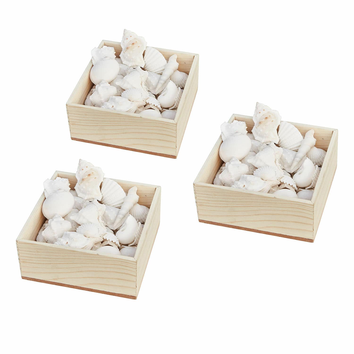 Lot de trois coffrets de coquillages décoratifs Ditos