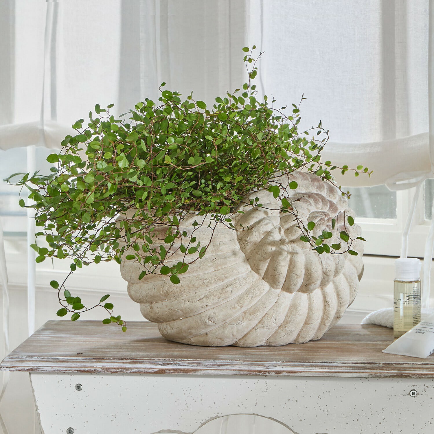 Cache-pot Wavigny Cache-pot en forme de coquillage en pierre claire avec plante verte sur table en bois dans un intérieur lumineux