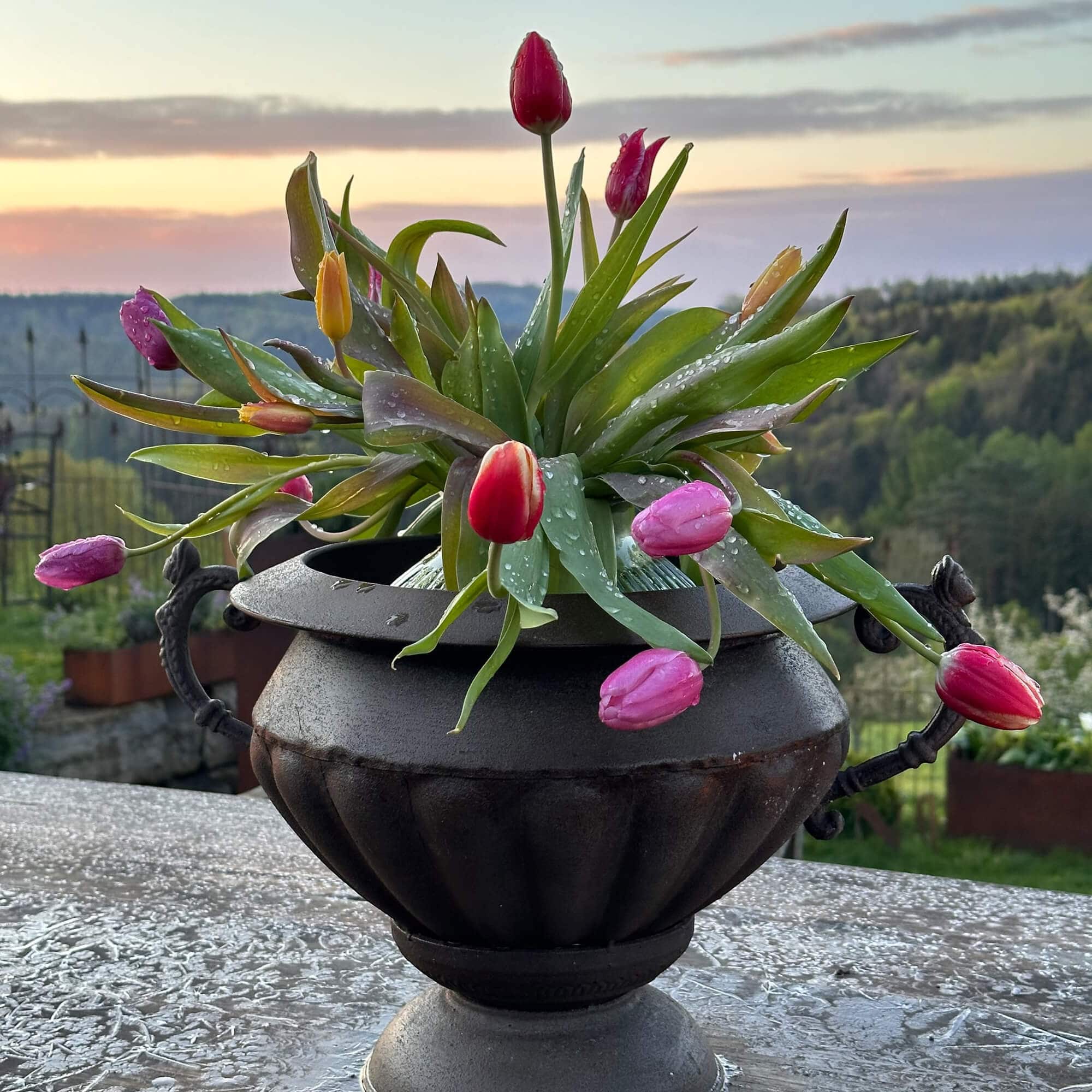 Jardinière en métal noir avec tulipes colorées et feuilles vertes dans un jardin au coucher du soleil