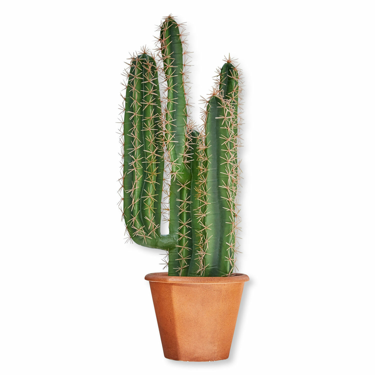 Cactus décoratif Campana