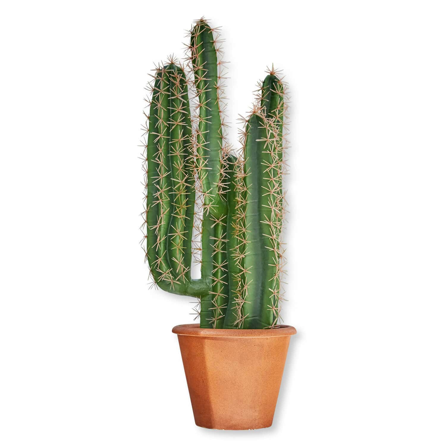 Cactus décoratif Campana