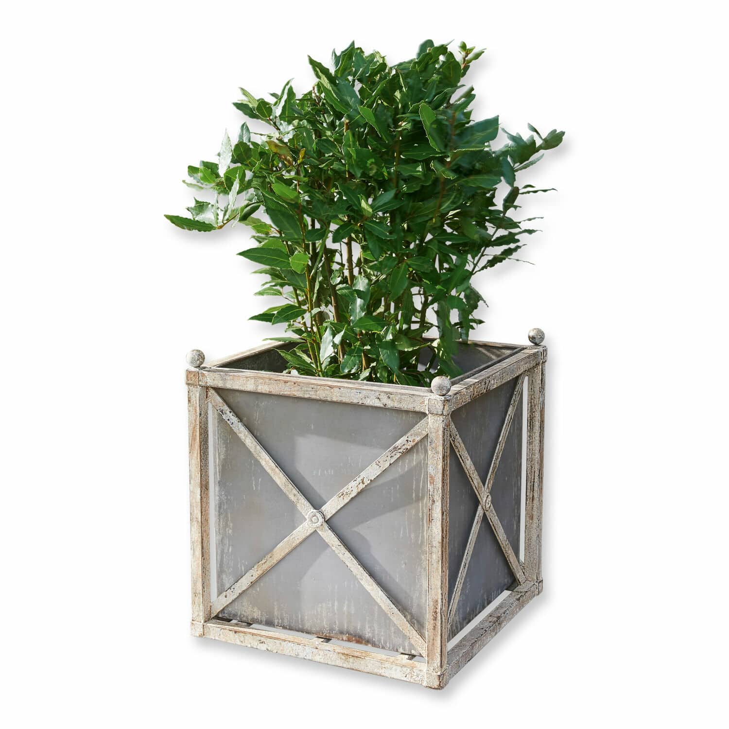 Cache-pot Taunton