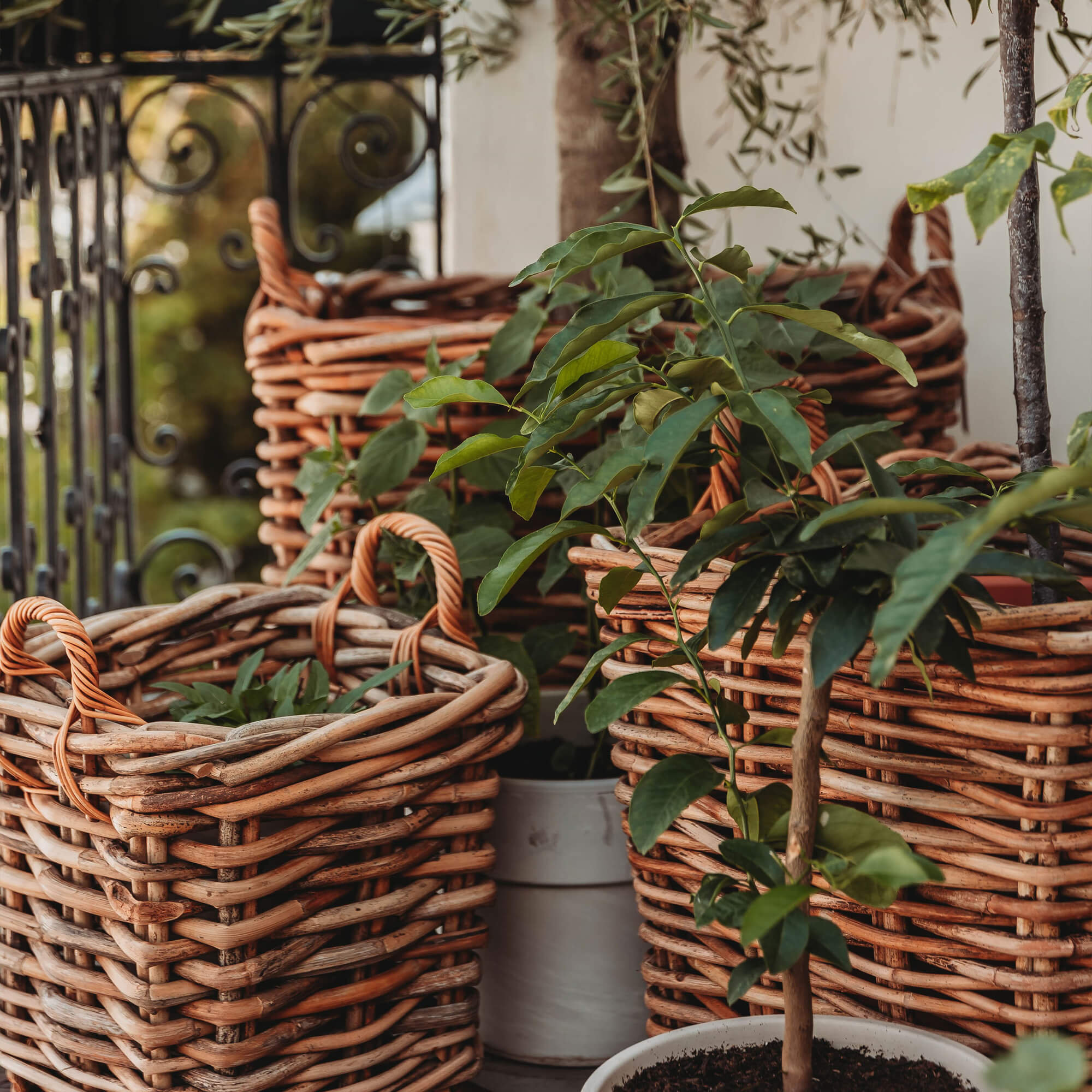 Paniers en osier naturel marron avec plantes vertes sur une terrasse extérieure