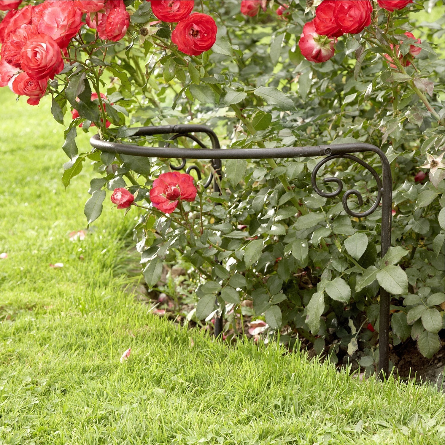 Support pour rosiers Cunfin Bordure de jardin en métal noir avec motifs décoratifs près de roses rouges et pelouse verte