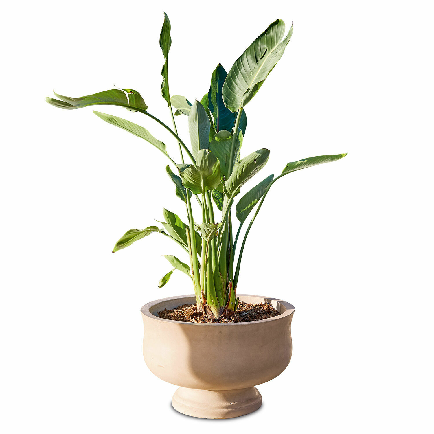 Cache-pot Shannon