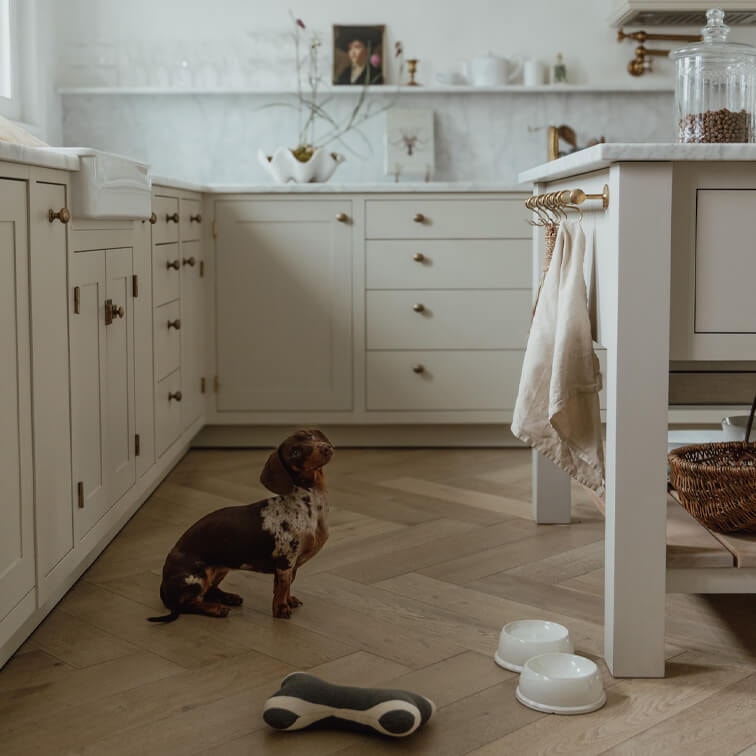 Cuisine vintage avec armoires blanches et sol en bois, petit chien teckel assis au centre