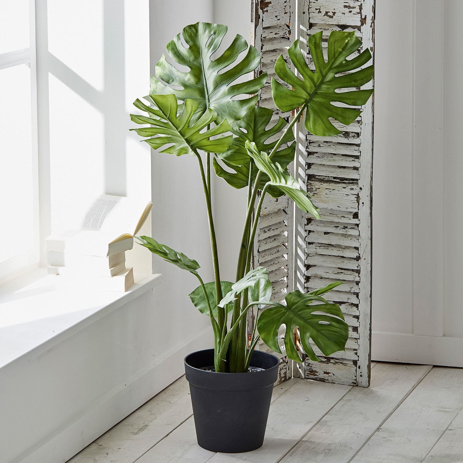 Plante décorative Monstera