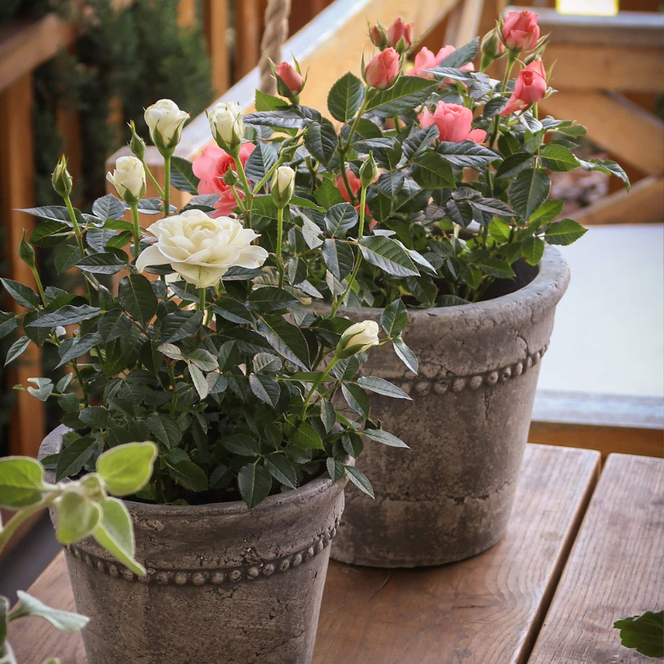 Pots en pierre grise avec roses blanches et roses sur une table en bois rustique