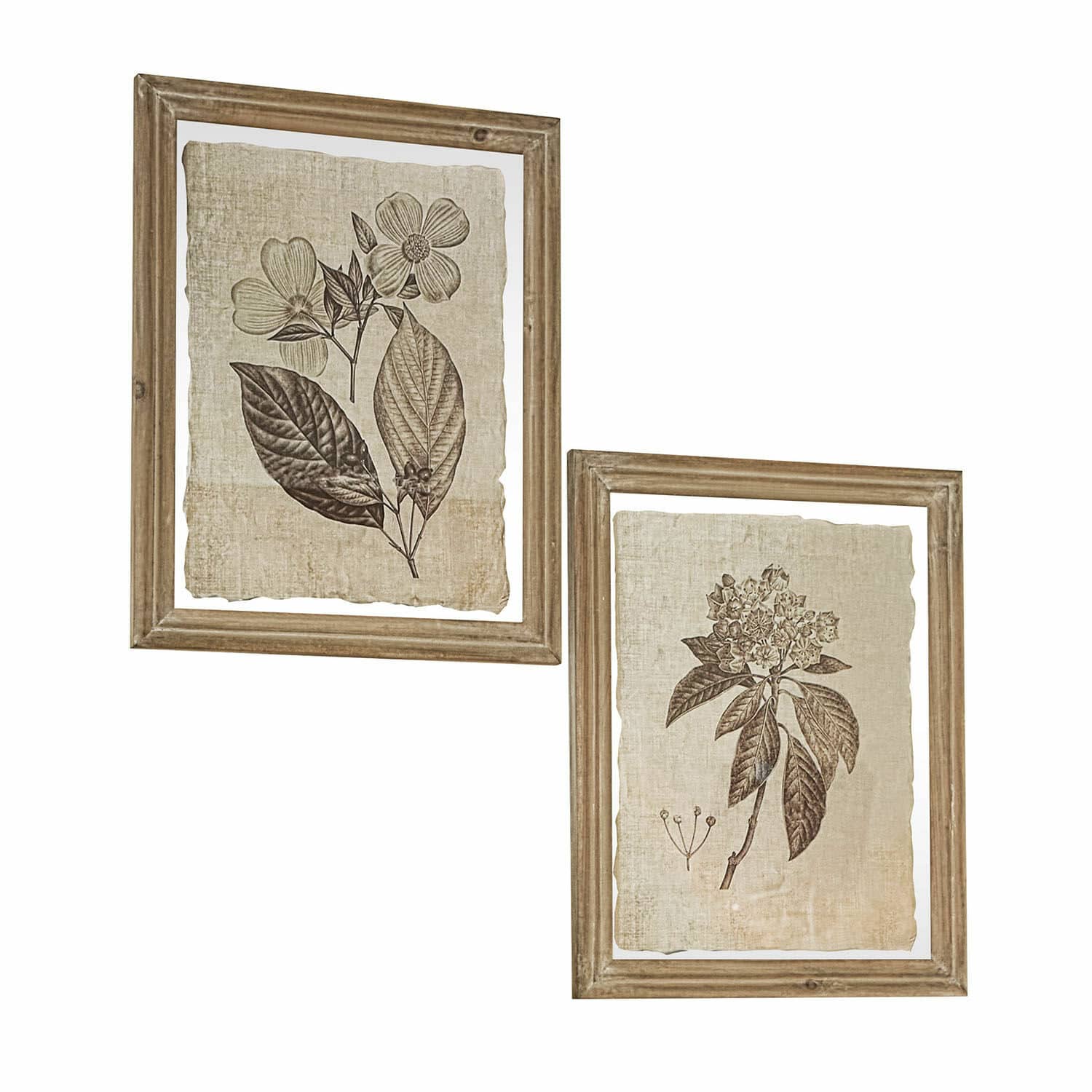 Lot de 2 tableaux Guyra Ensemble de deux illustrations botaniques avec feuilles brunes sur fond beige dans des cadres en bois