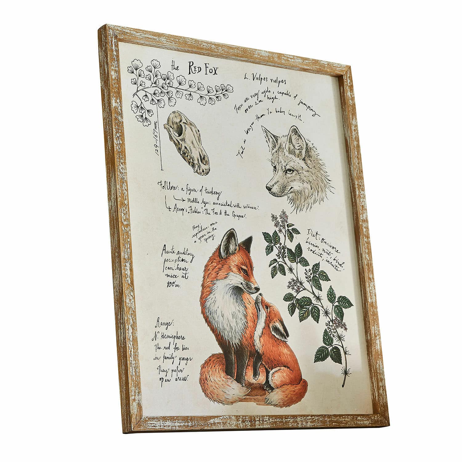 Tableau décoratif Survie Tableau illustrant un renard roux et un crâne dans un cadre en bois, décoration murale nature
