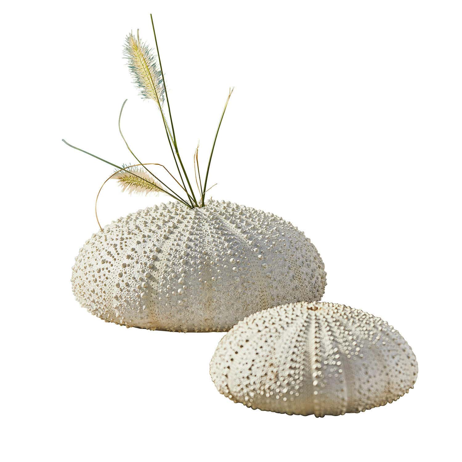 Lot de deux oursins décoratifs Kimbar Coquilles d'oursin blanches décoratives avec texture, une avec herbes sèches, décoration intérieure