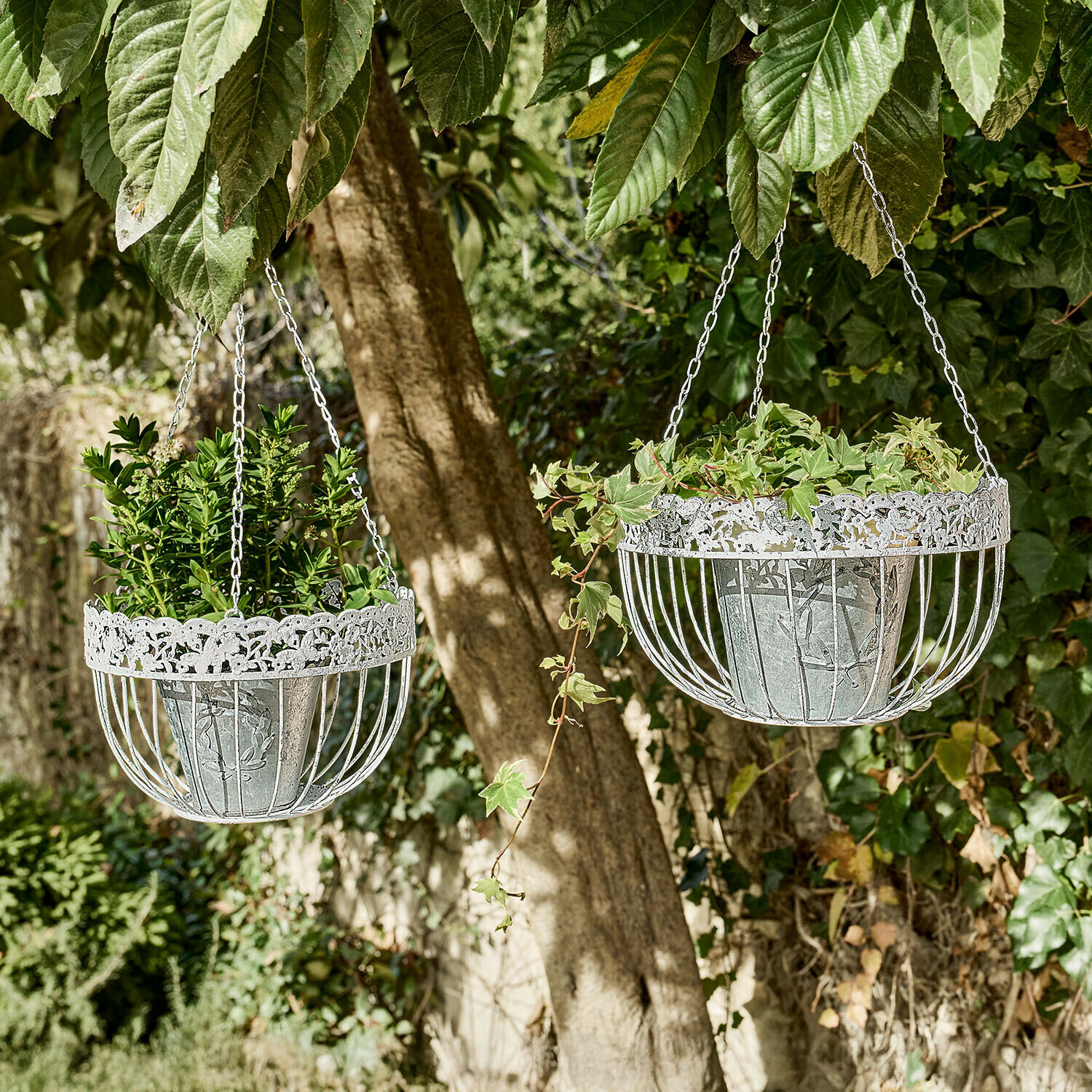 Deux paniers suspendus en métal blanc avec des plantes vertes dans un jardin ensoleillé