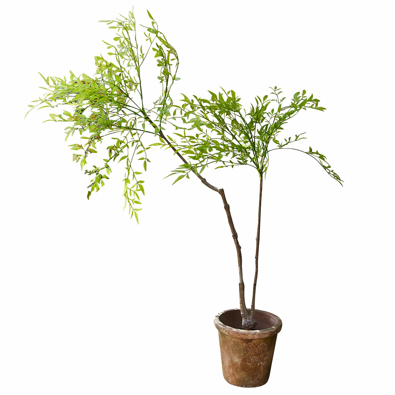 Plante en pot décorative 2d choix Avenelle
