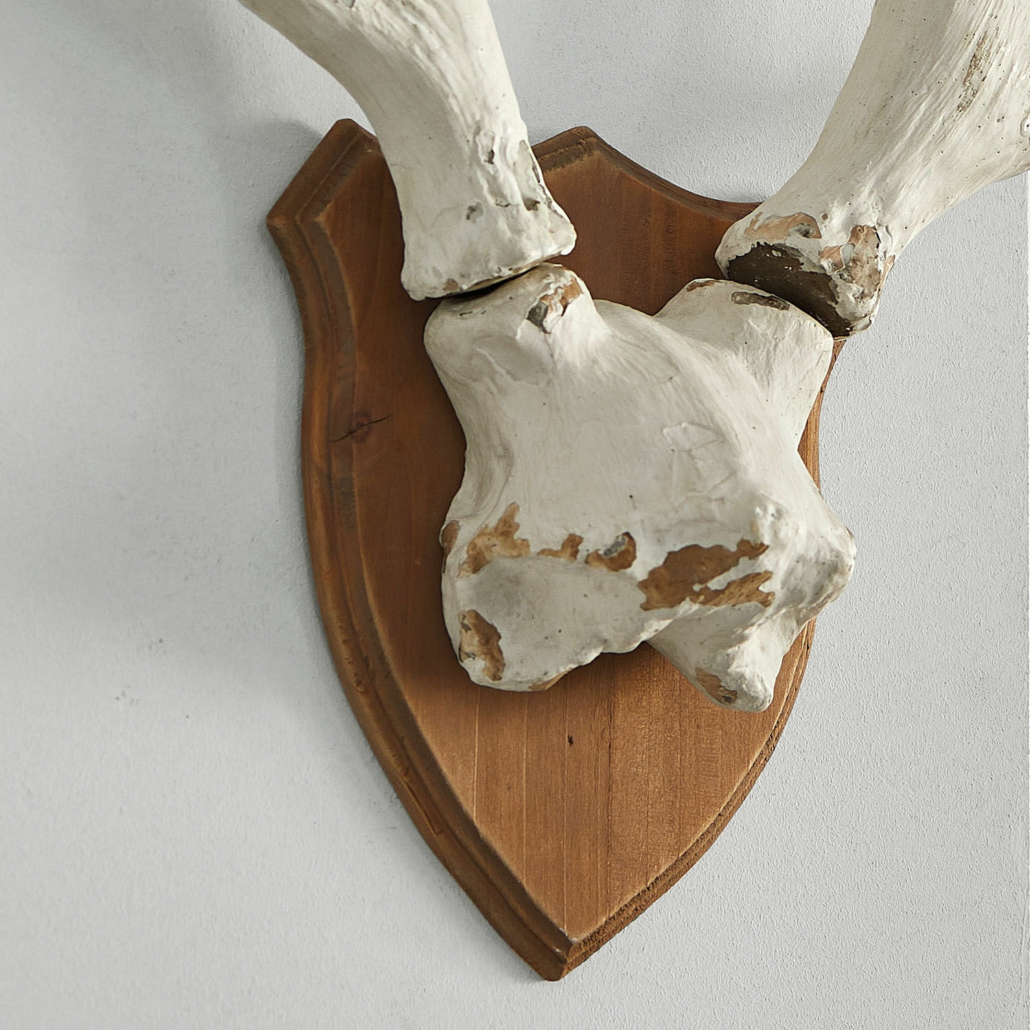 Bois de cerf décoratifs Talim
