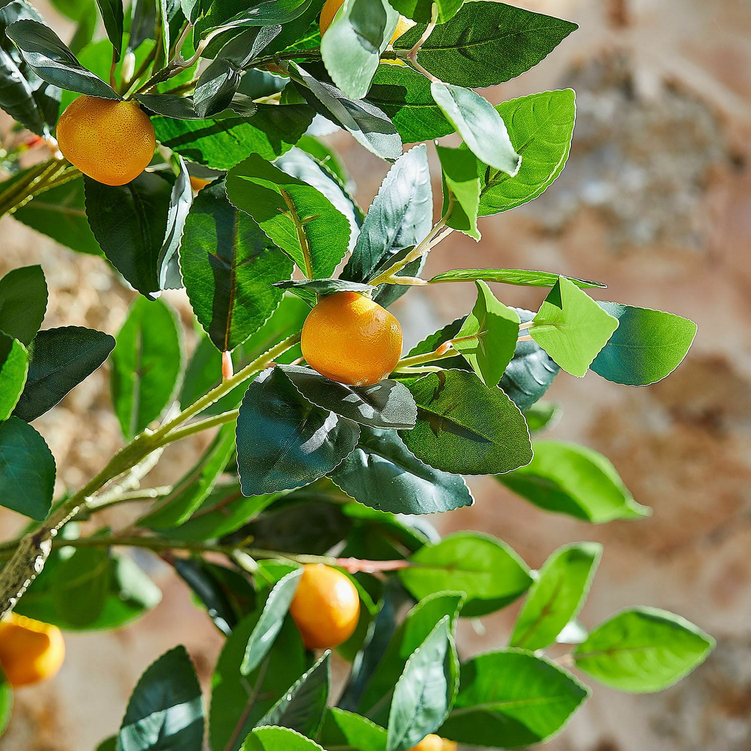 Plante décorative Delbart
