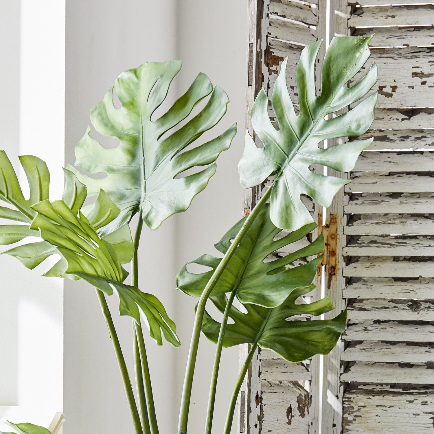 Plante décorative Monstera