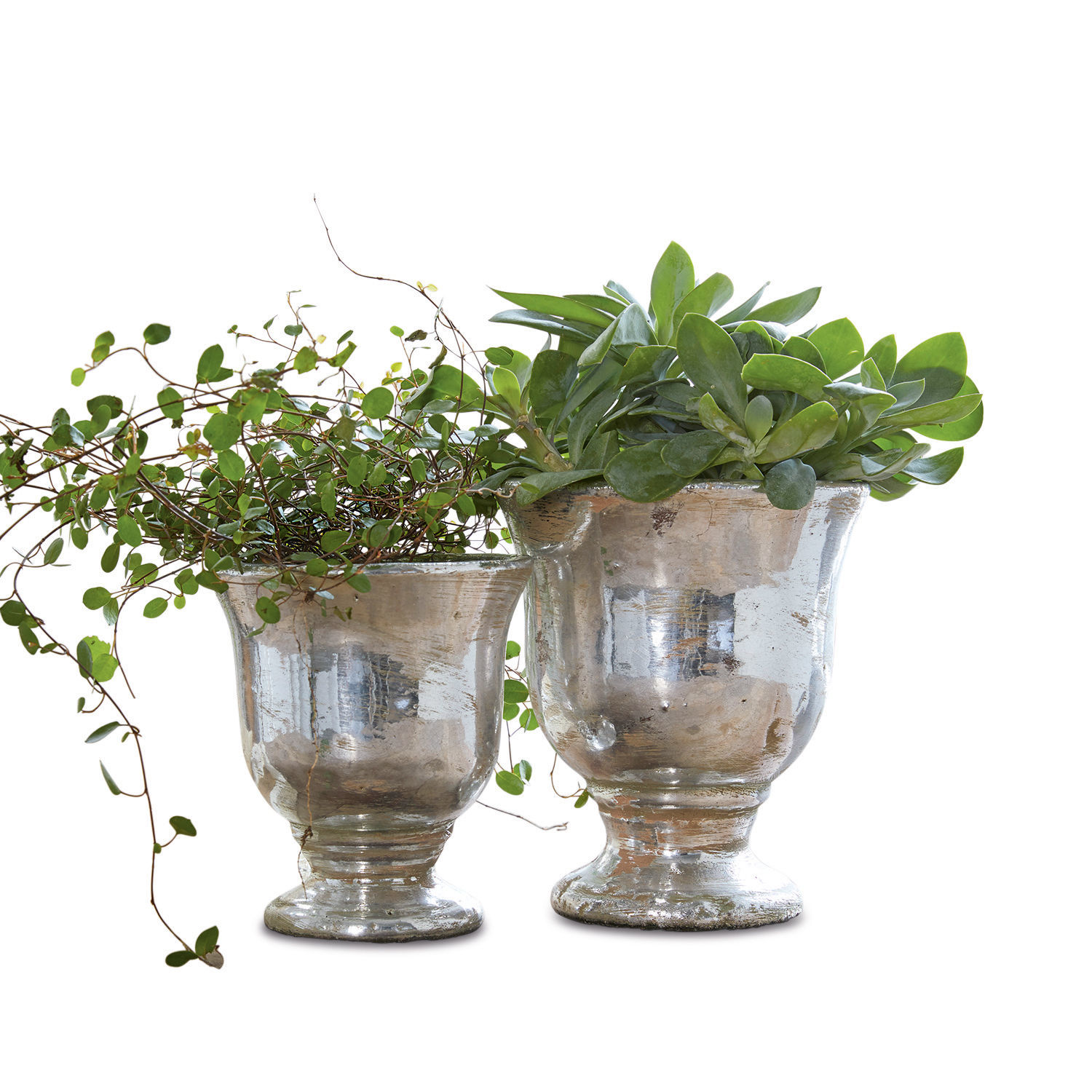 Lot de 2 cache-pots Banon Deux pots en verre argenté avec plantes vertes, décoration intérieure et jardin