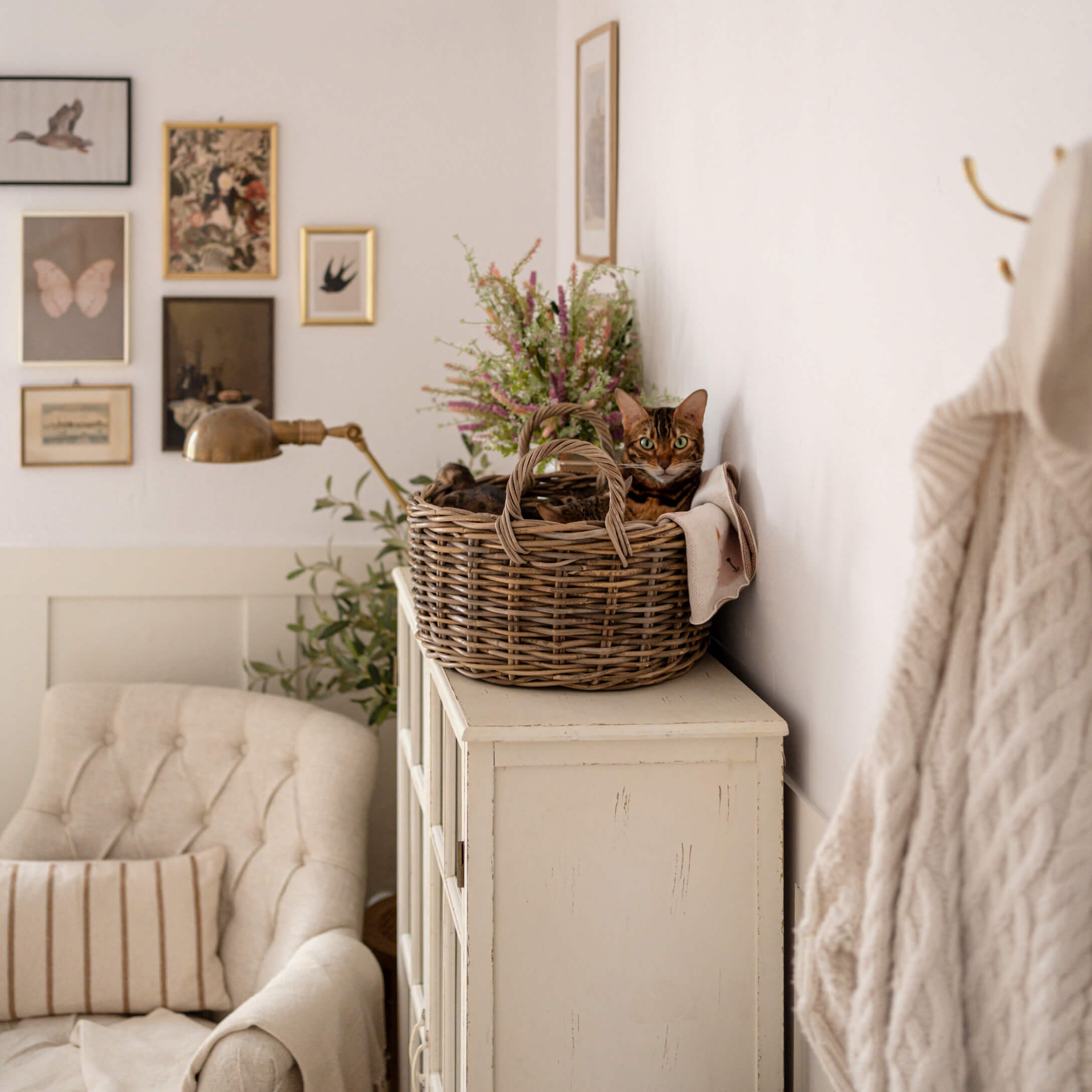 Chat brun dans un panier en osier sur une commode blanche dans un salon cosy avec fauteuil beige et décorations murales