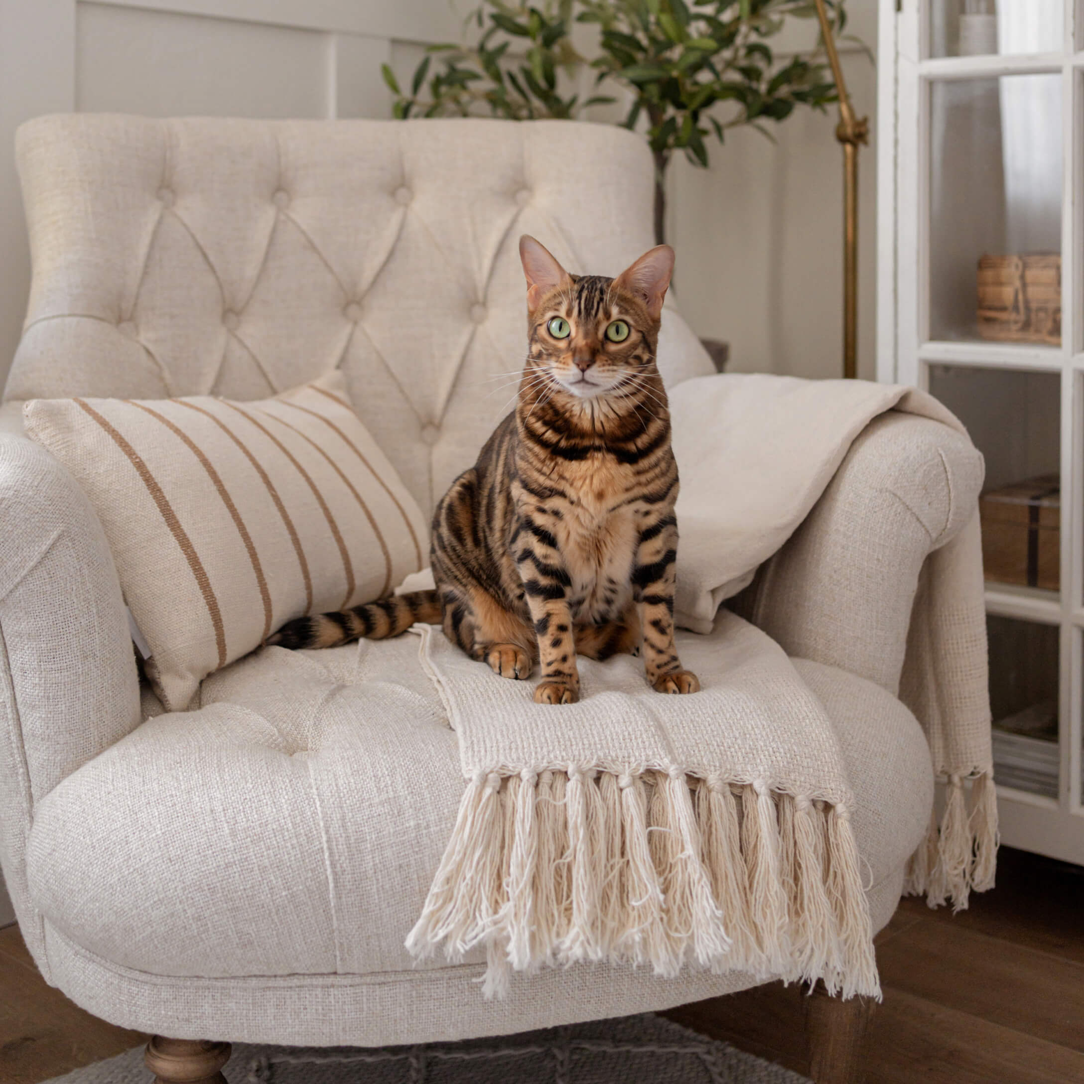 Chat tigré brun assis sur un fauteuil beige en tissu avec plaid à franges et coussin rayé