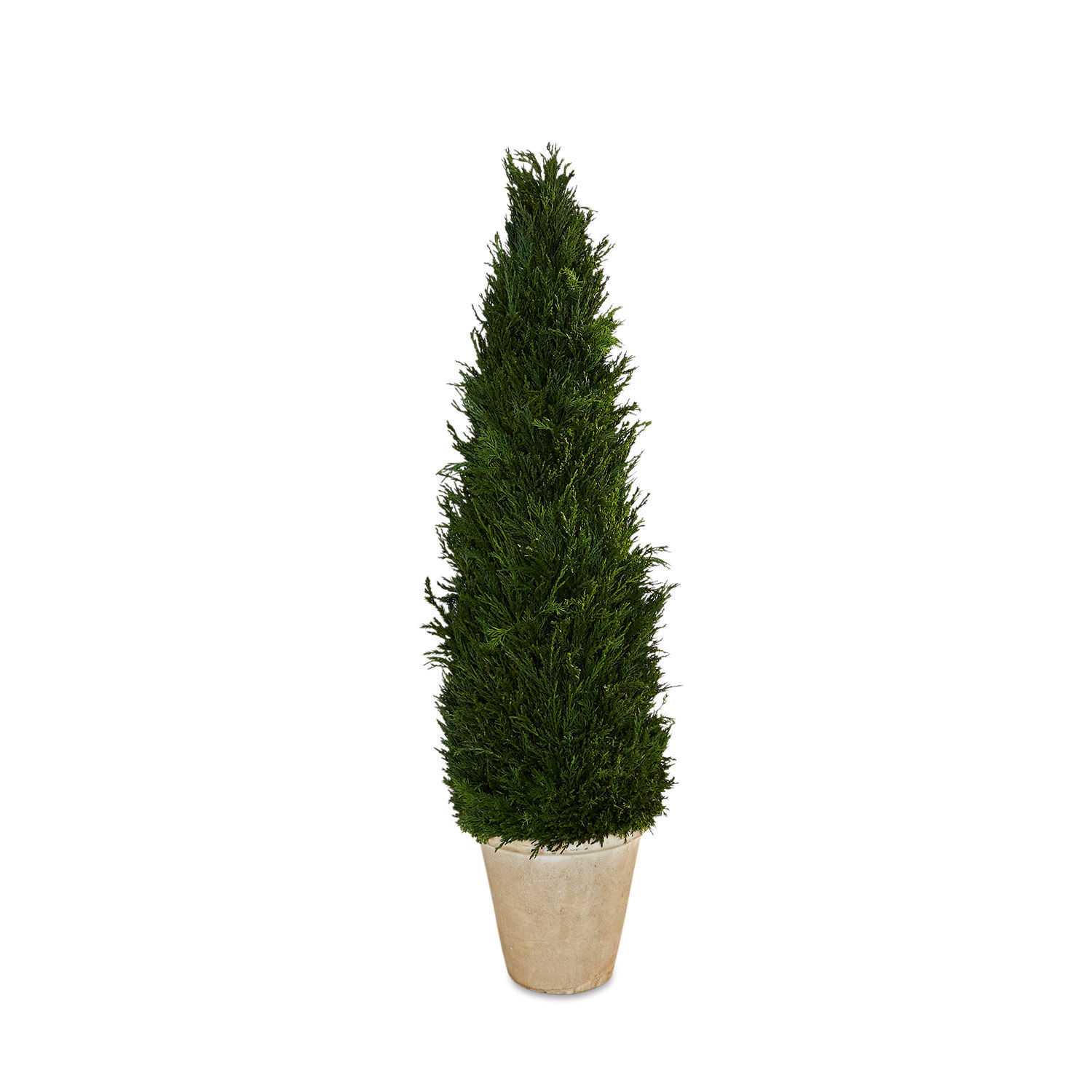 Plante décorative en pot Arras Plante conifère verte haute en pot beige pour terrasse ou jardin