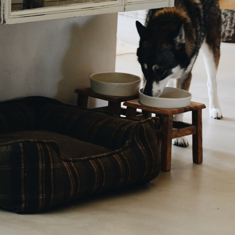 Chien buvant dans une gamelle en céramique sur un support en bois à côté d'un panier marron en tissu