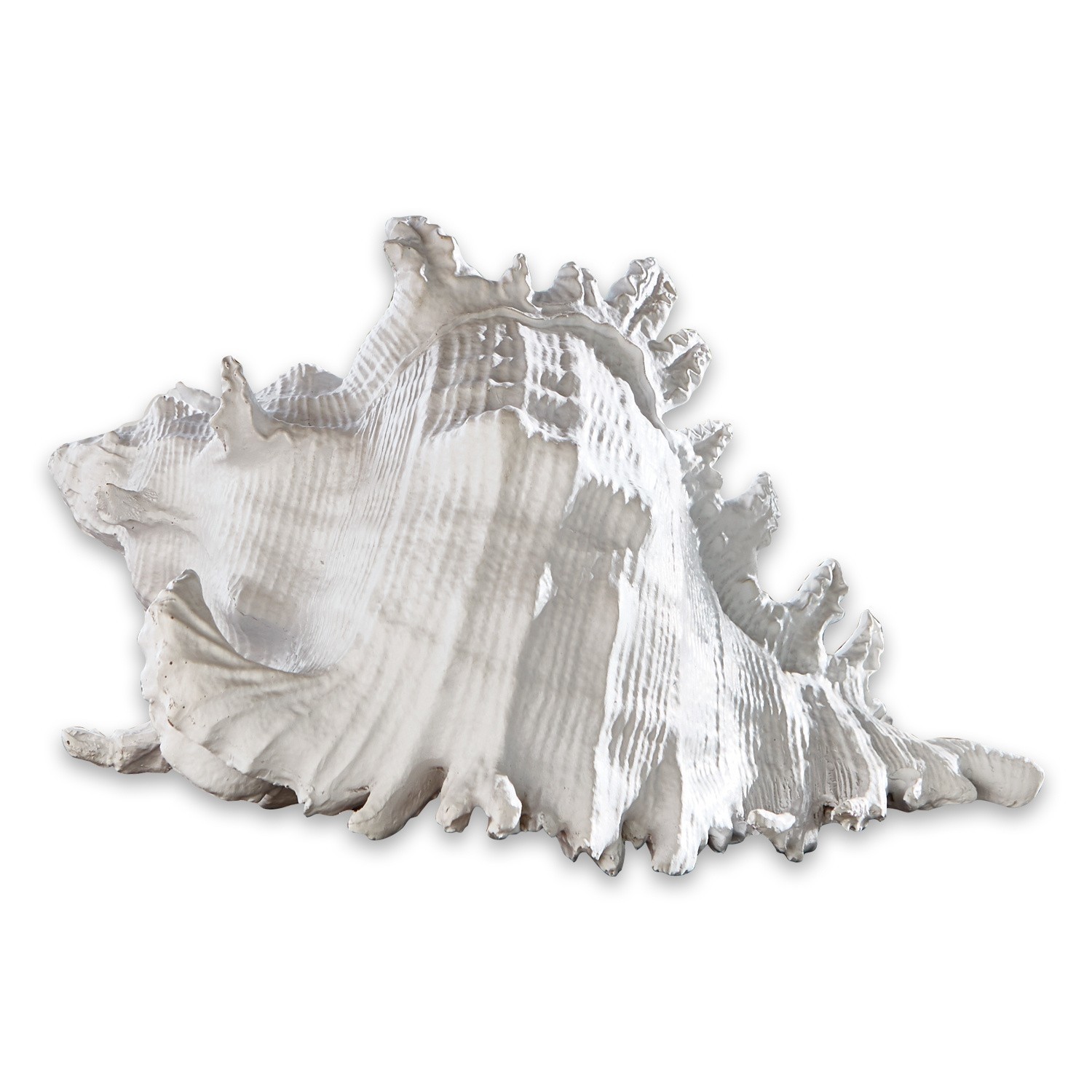 Coquillage Mariola