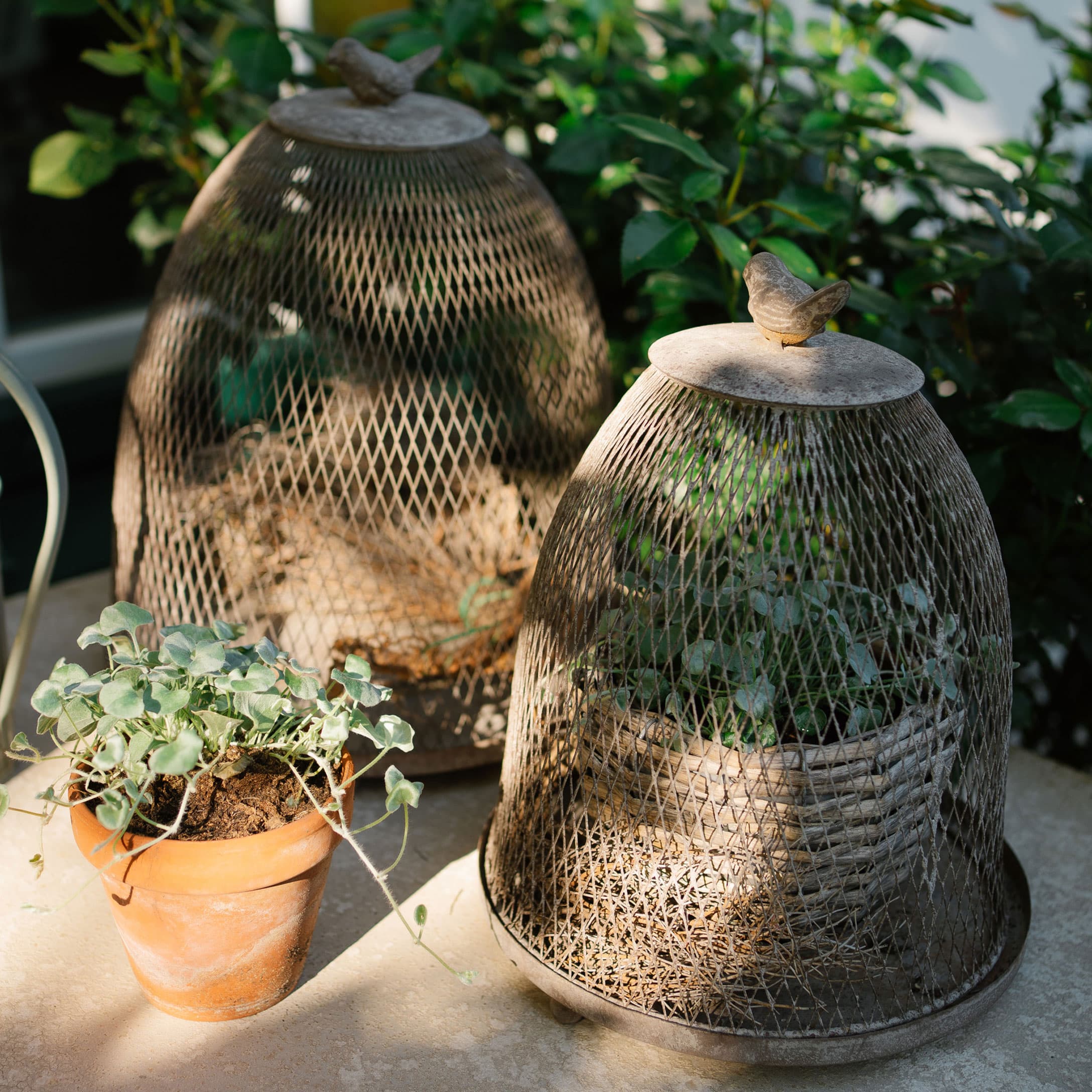 Cloche de jardin en métal gris avec oiseau décoratif protégeant les plantes sur la terrasse