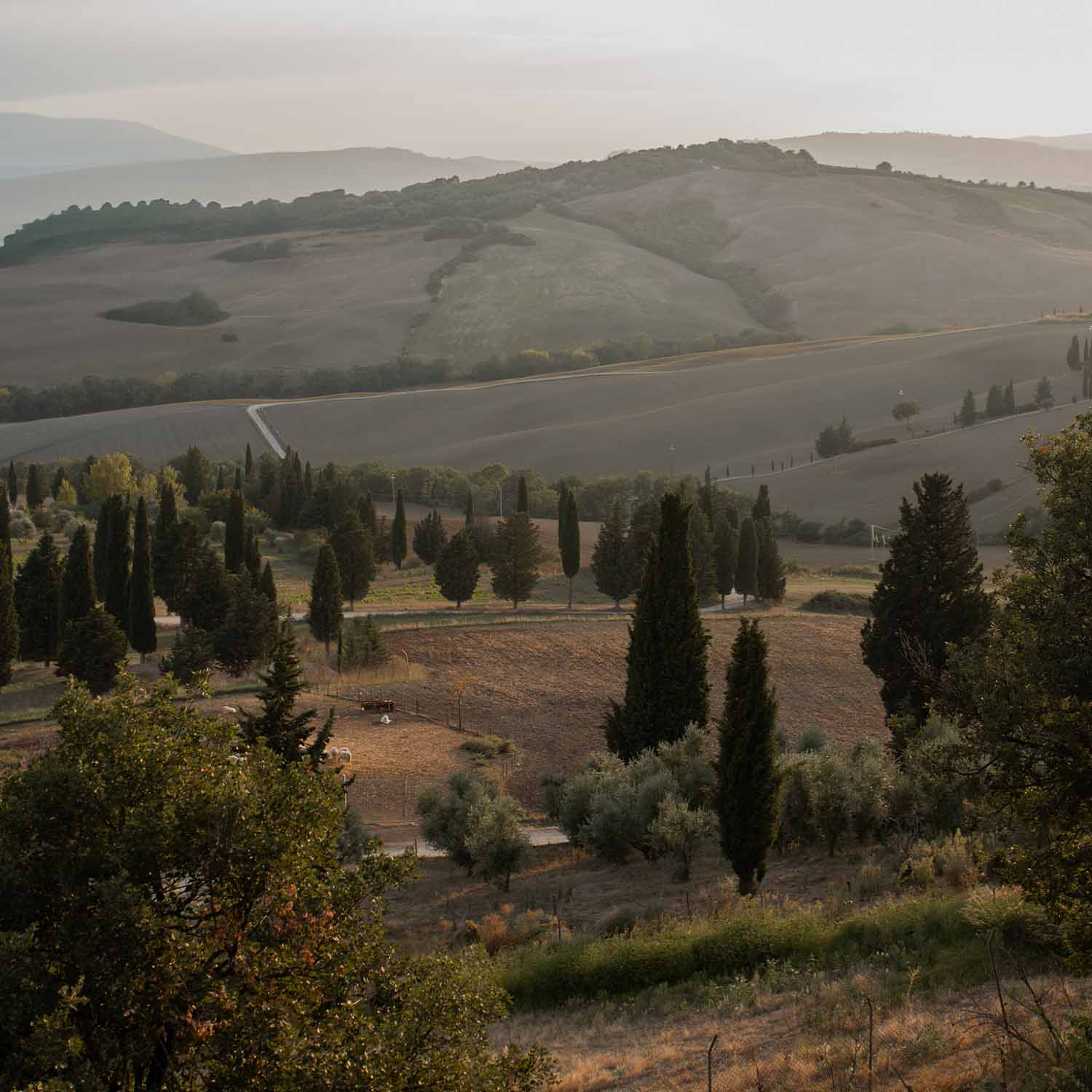 Paysage toscan avec collines, cyprès et champs sous une lumière douce de fin de journée