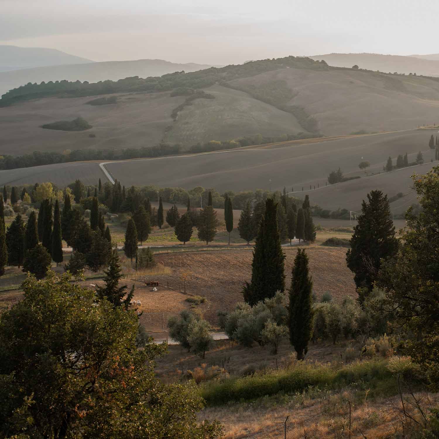 Paysage toscan avec collines, cyprès et champs sous une lumière douce de fin de journée