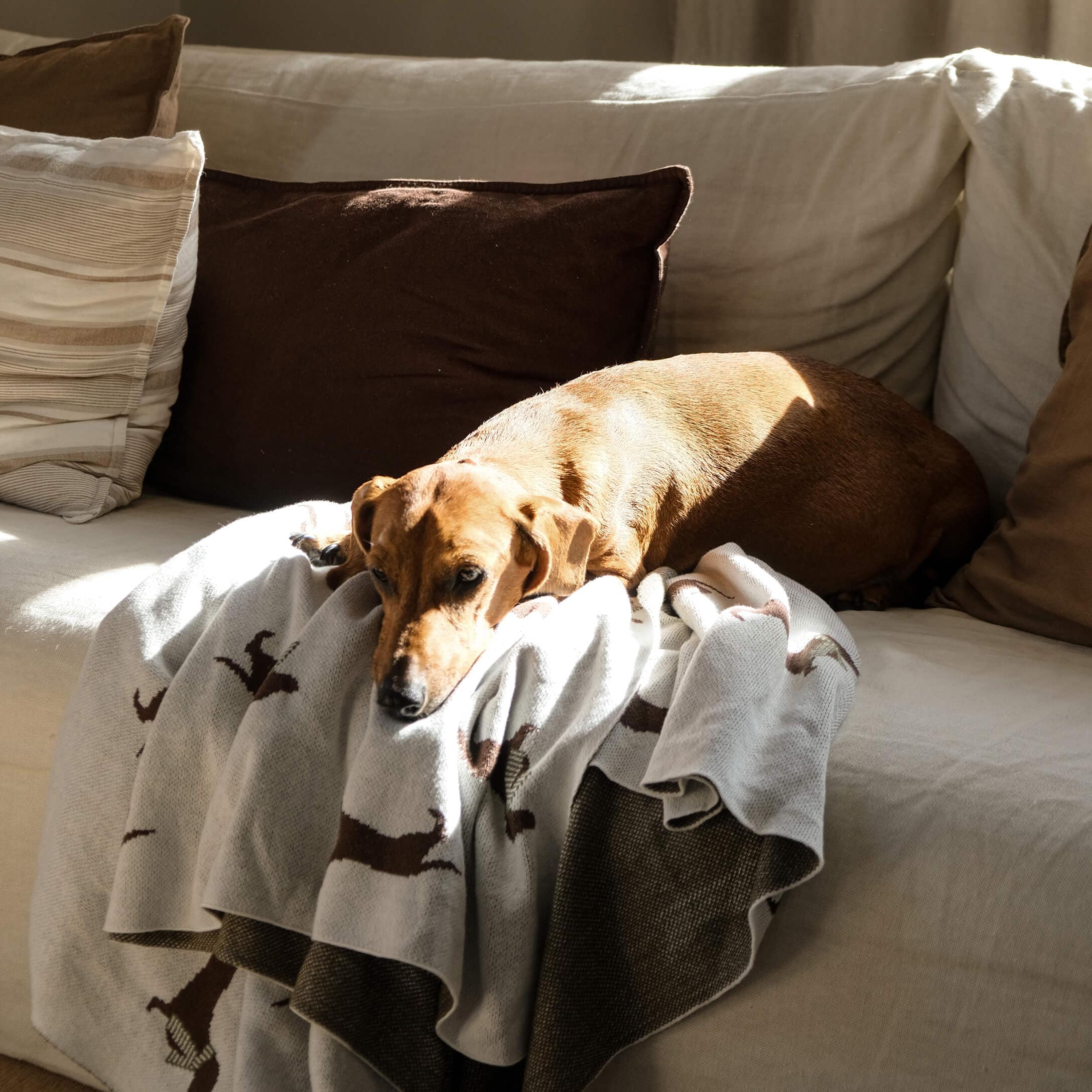 Chien marron couché sur un canapé clair avec une couverture grise à motifs chiens, ambiance cosy