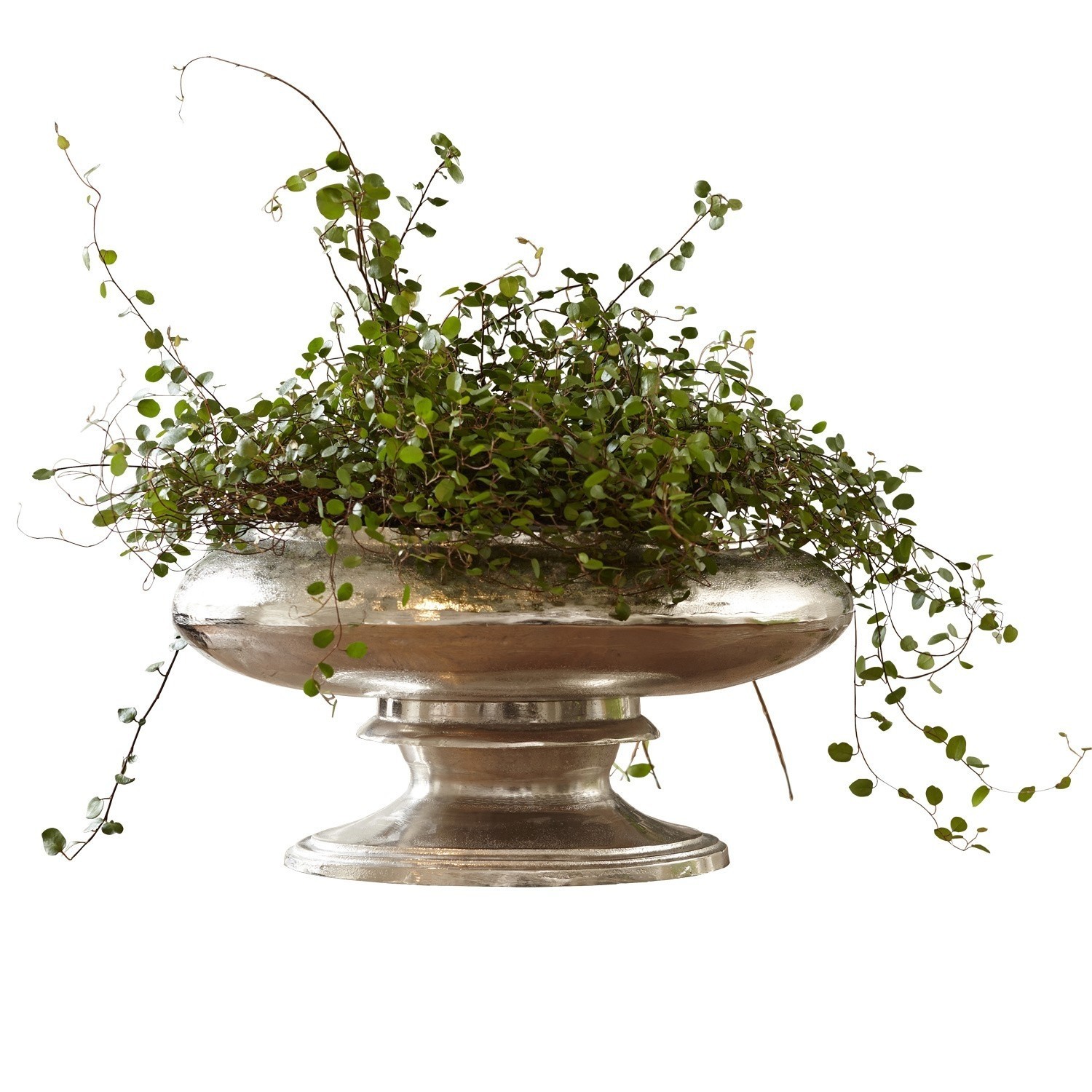 Vase Loyère Coupe en métal argenté sur pied avec plante verte grimpante, décoration intérieure élégante