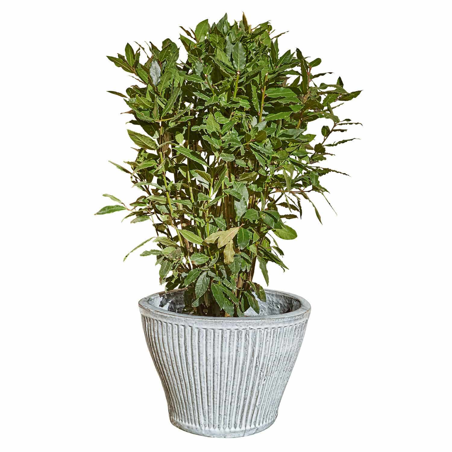 Cache-pot Cotignac