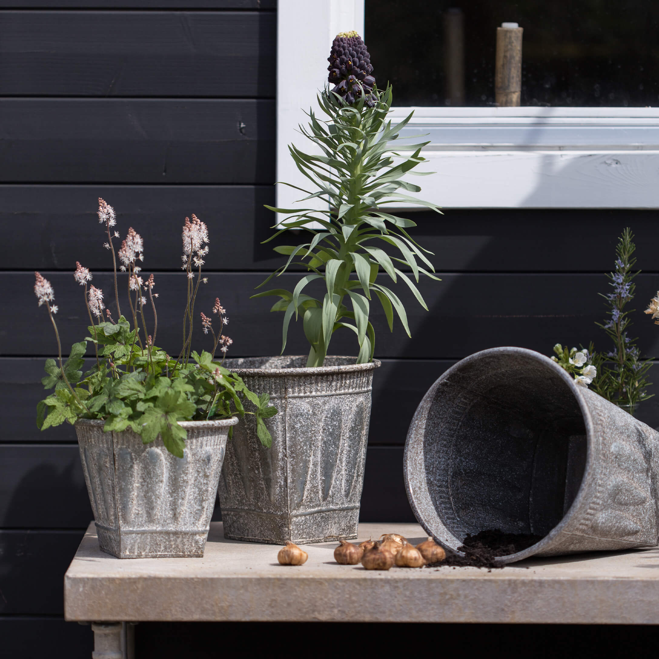Trois pots en métal gris avec plantes et bulbes sur une table de jardin devant un mur noir