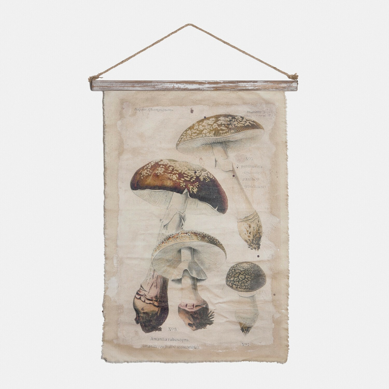 Tableau Rynmor Affiche suspendue en toile avec illustration vintage de champignons, décoration murale naturelle